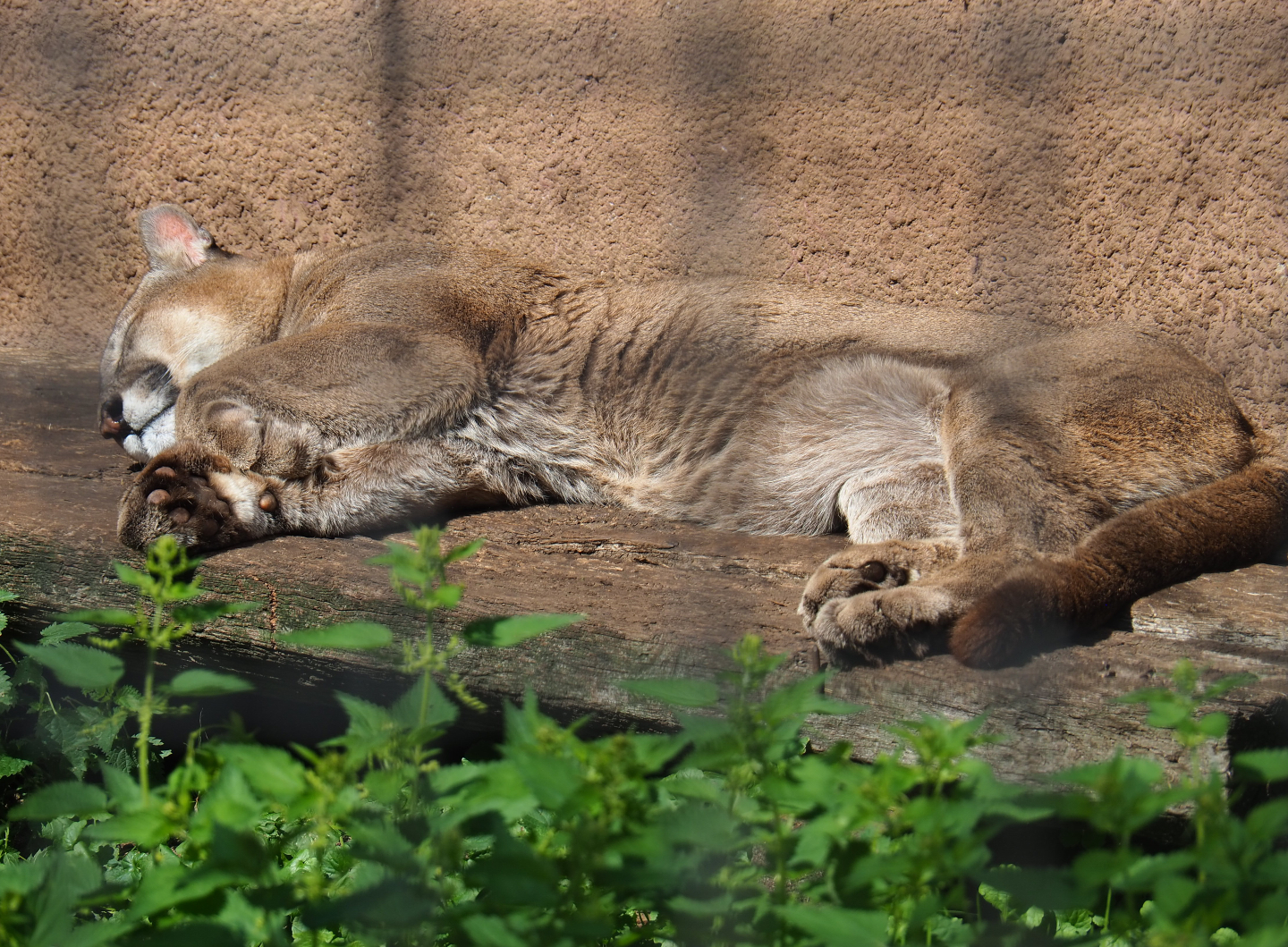 Mountain lion (Puma concolor), 2019-08-04