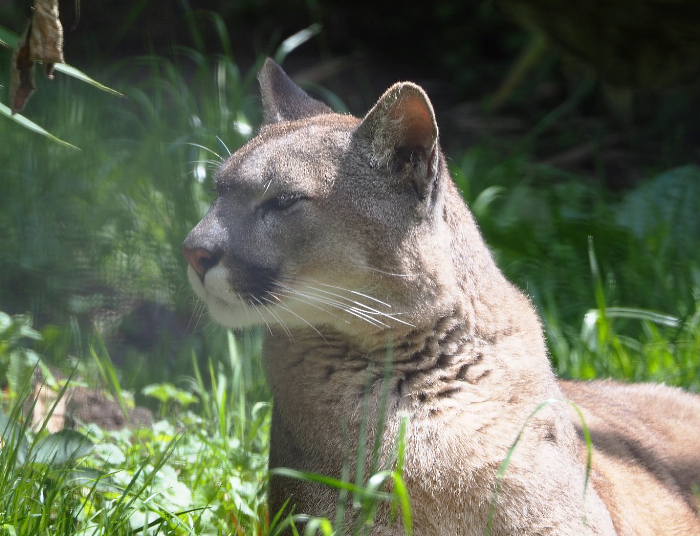 Mountain lion (Puma concolor), 2020-06-20