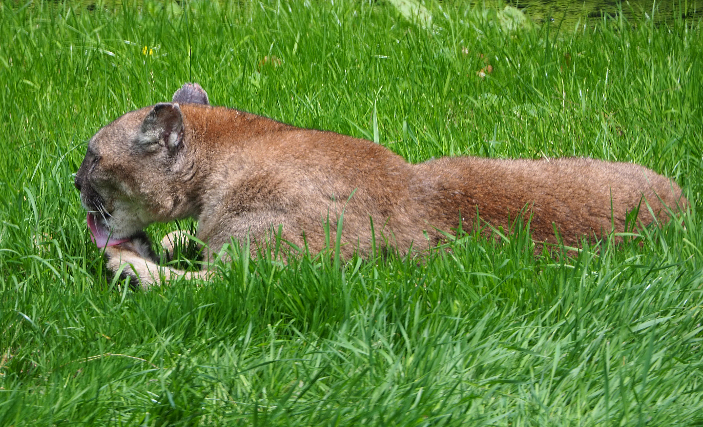 Mountain lion (Puma concolor), 2020-06-20