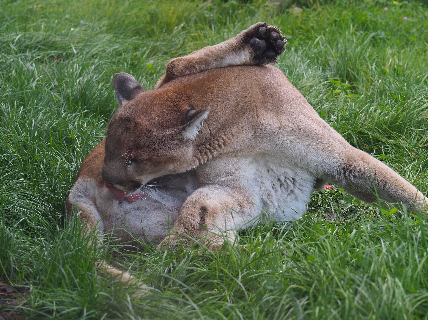 Mountain lion (Puma concolor) licking himself, 2019-10-04