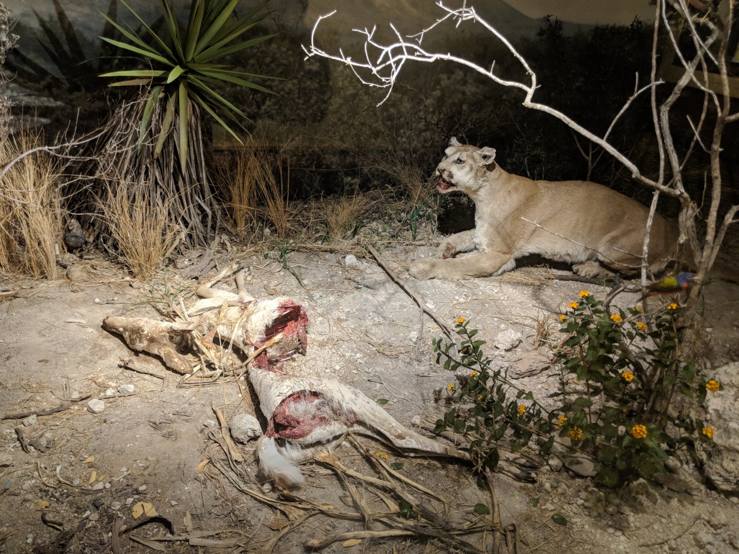 Mountain lion (Puma concolor) (right) with White tailed deer (Odocoileus virginianus) carcass