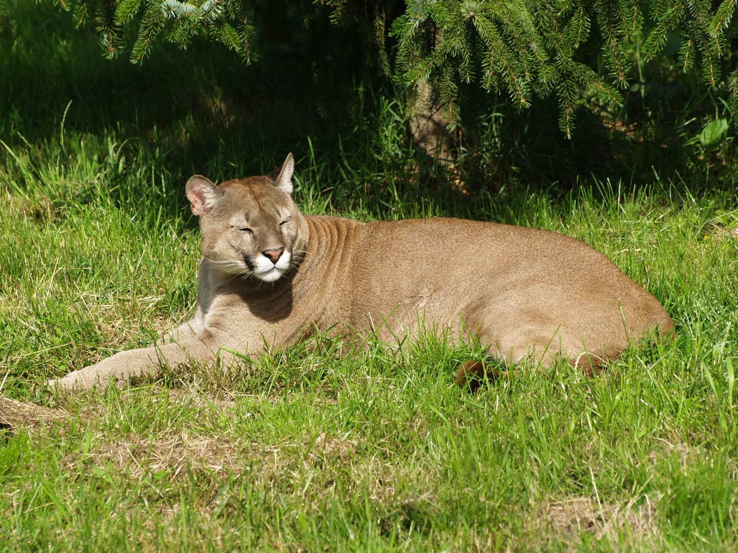 Mountain lion (Puma concolor)