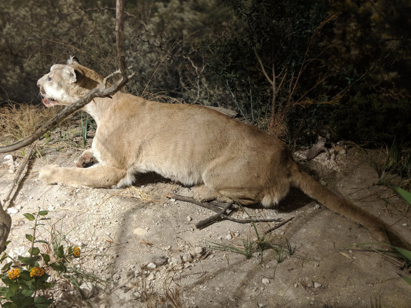 Mountain lion (Puma concolor)