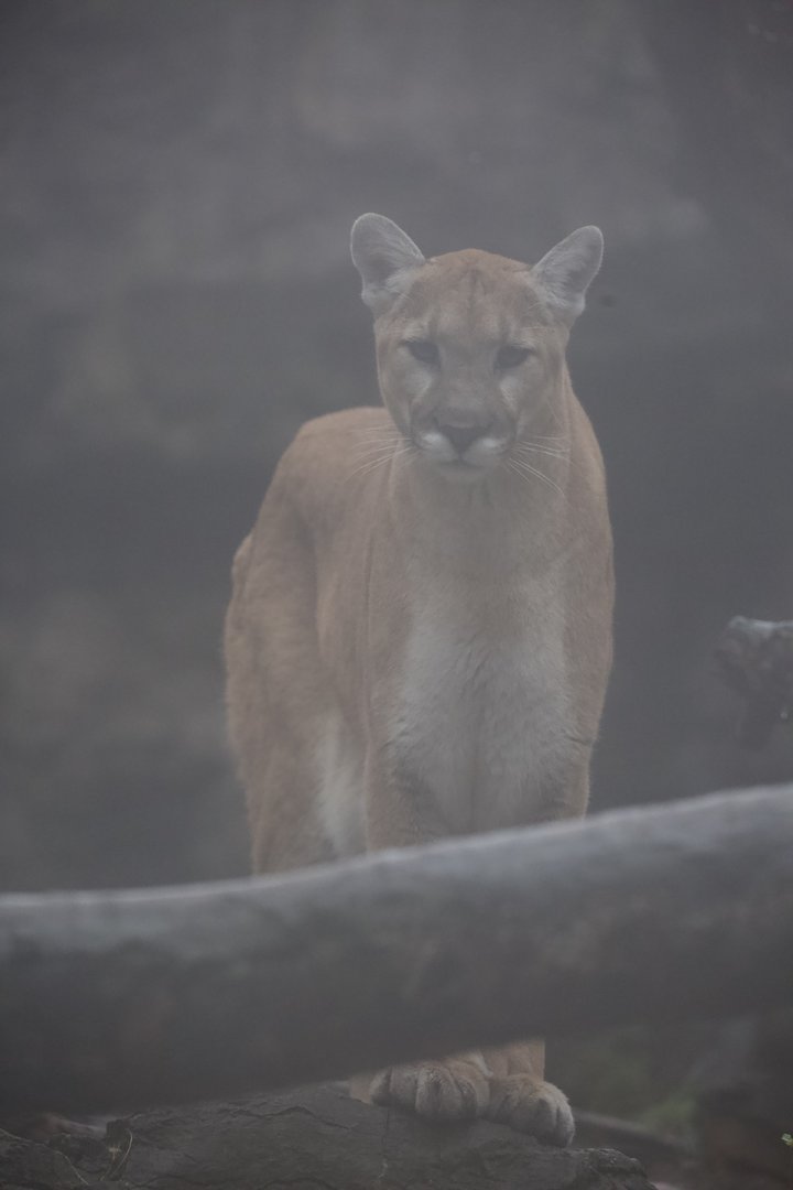 Mountain lion/ Puma concolor