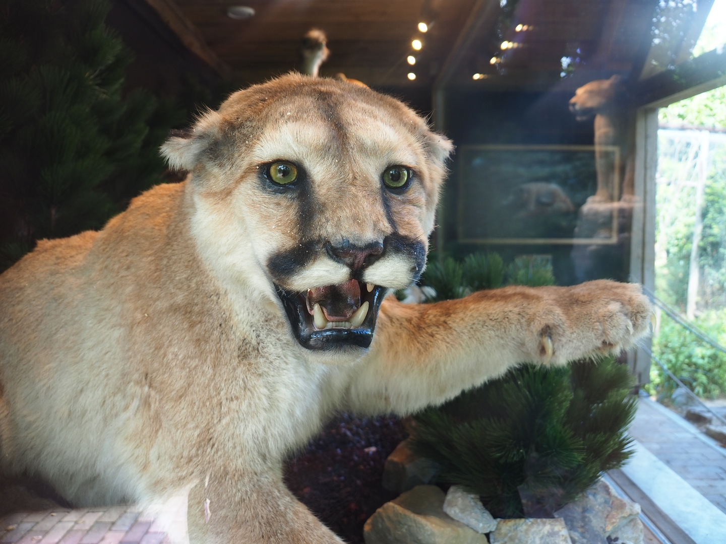 Mountain lion taxidermy specimen, 2022-08-20