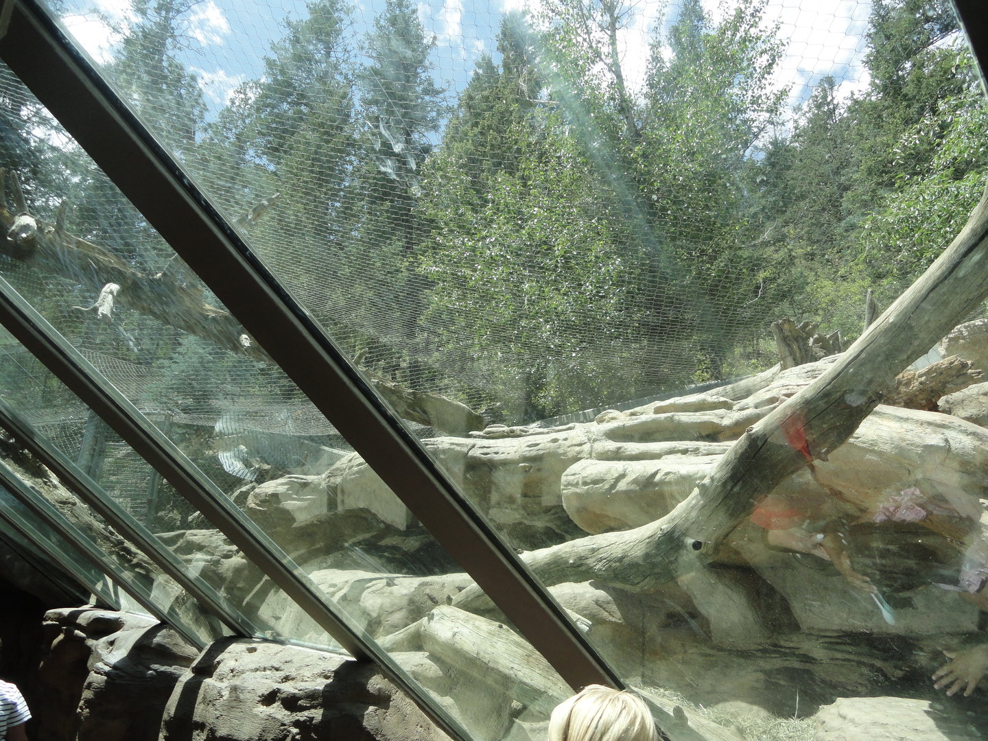 Mountain Lion Tunnel Viewing