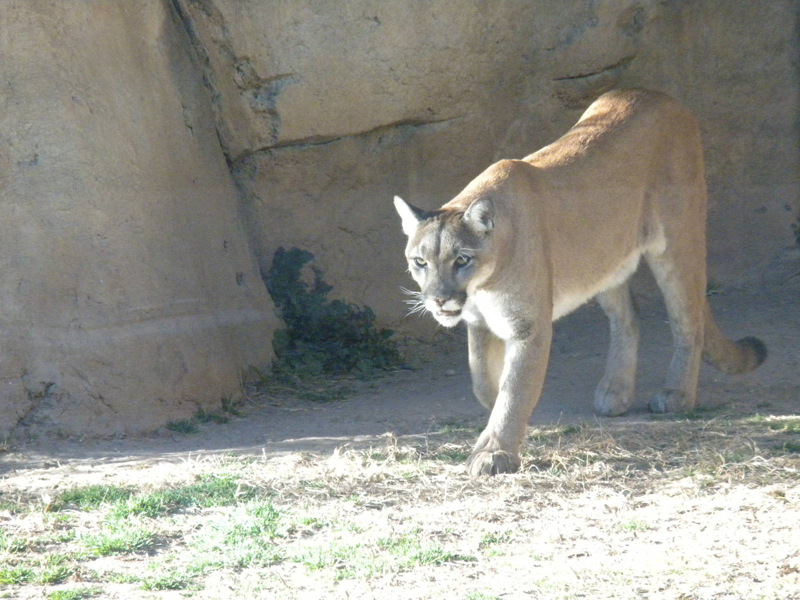 Mountain Lion