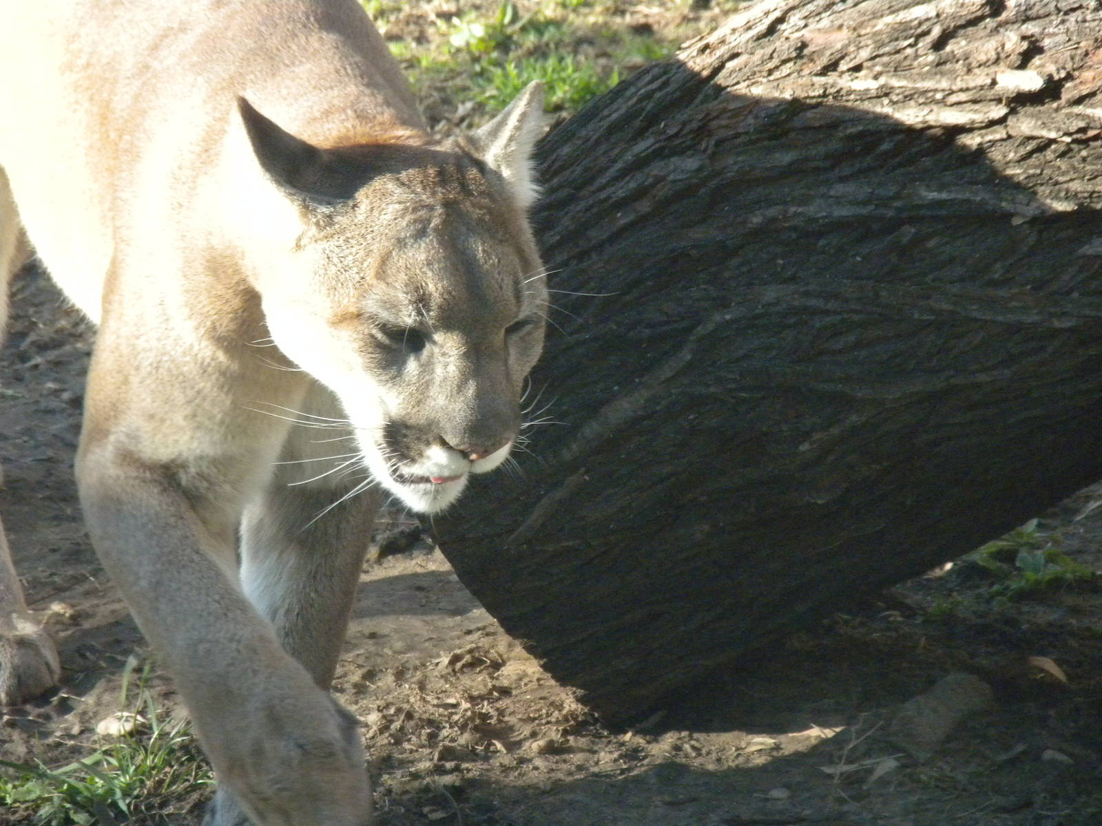 Mountain Lion