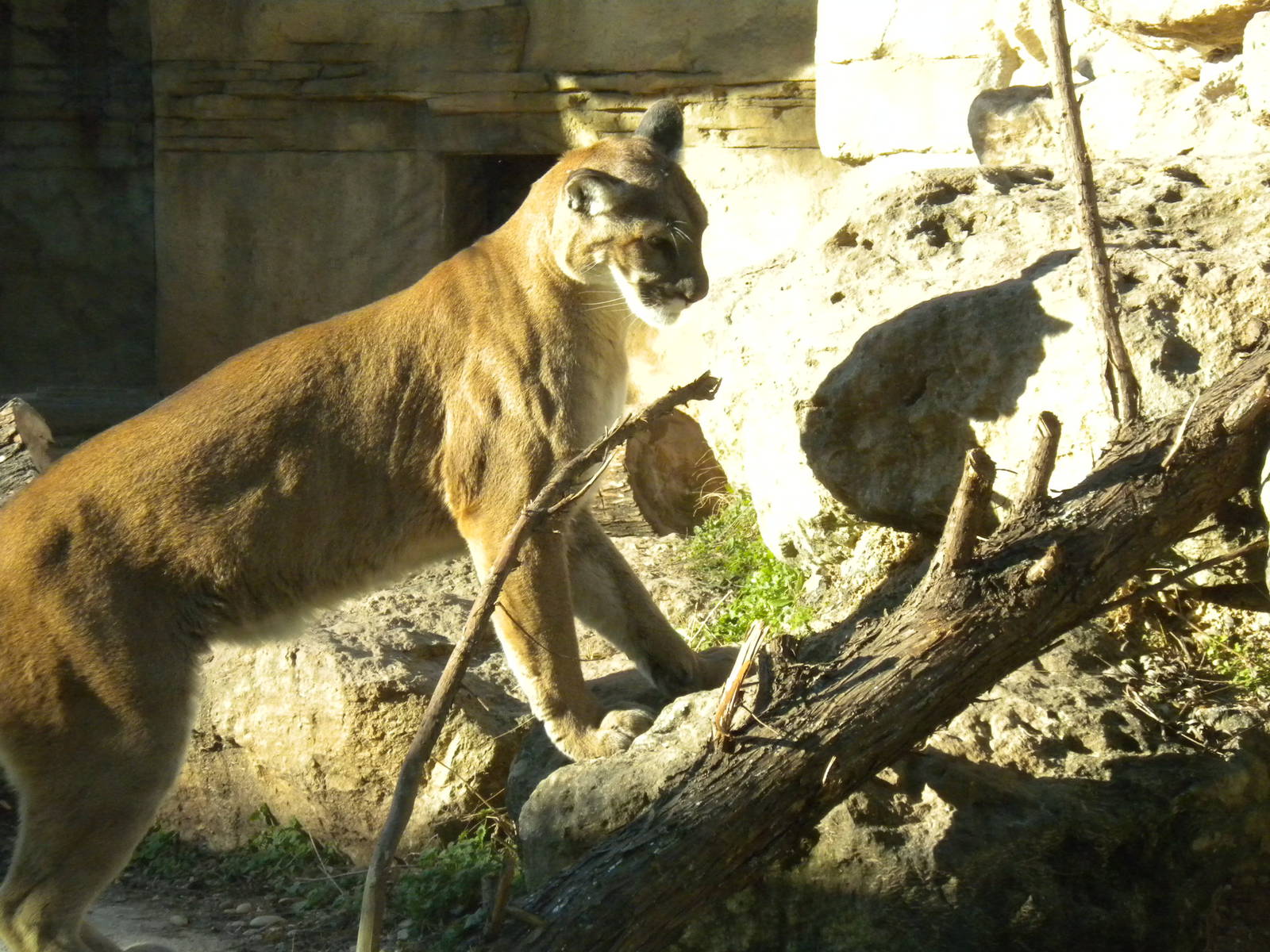 Mountain Lion