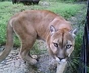 Mountain Lion