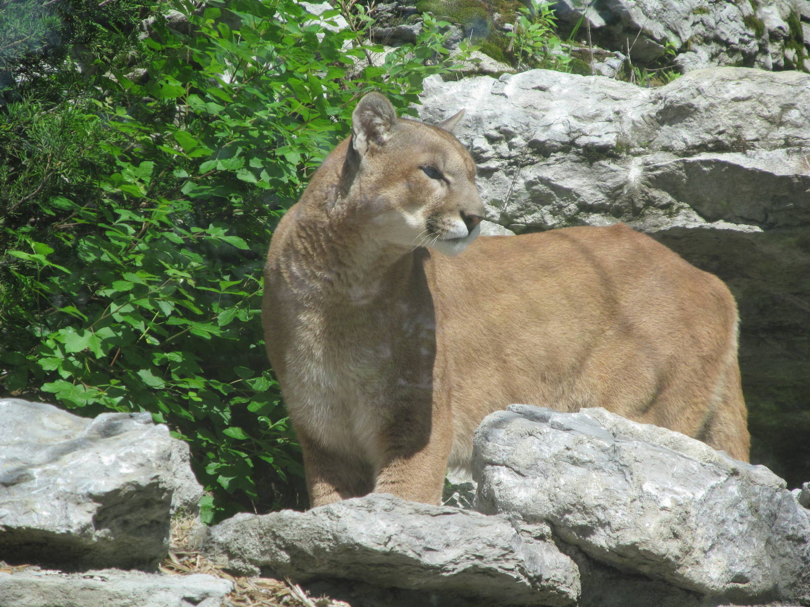 Mountain Lion