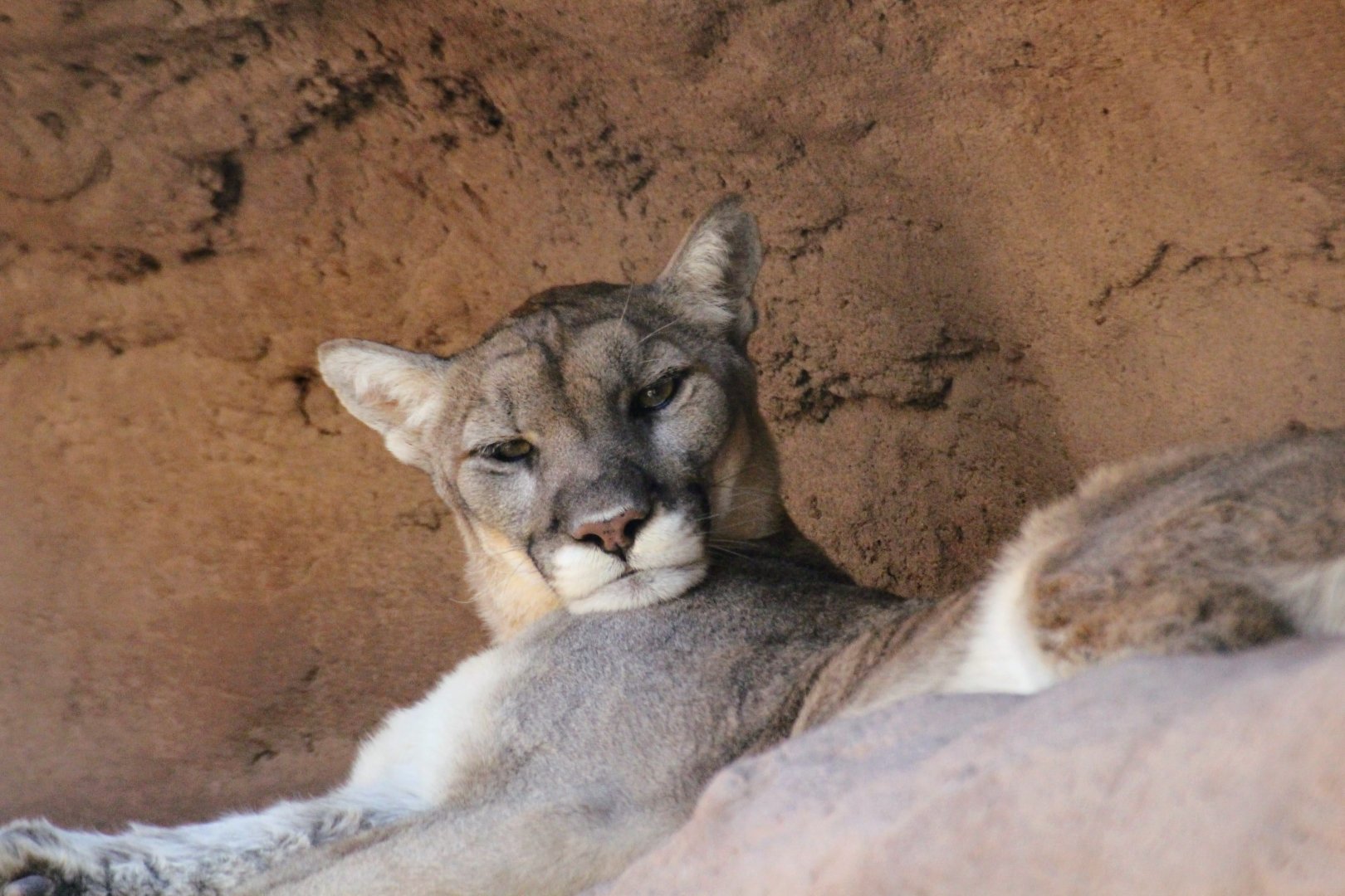 Mountain Lion