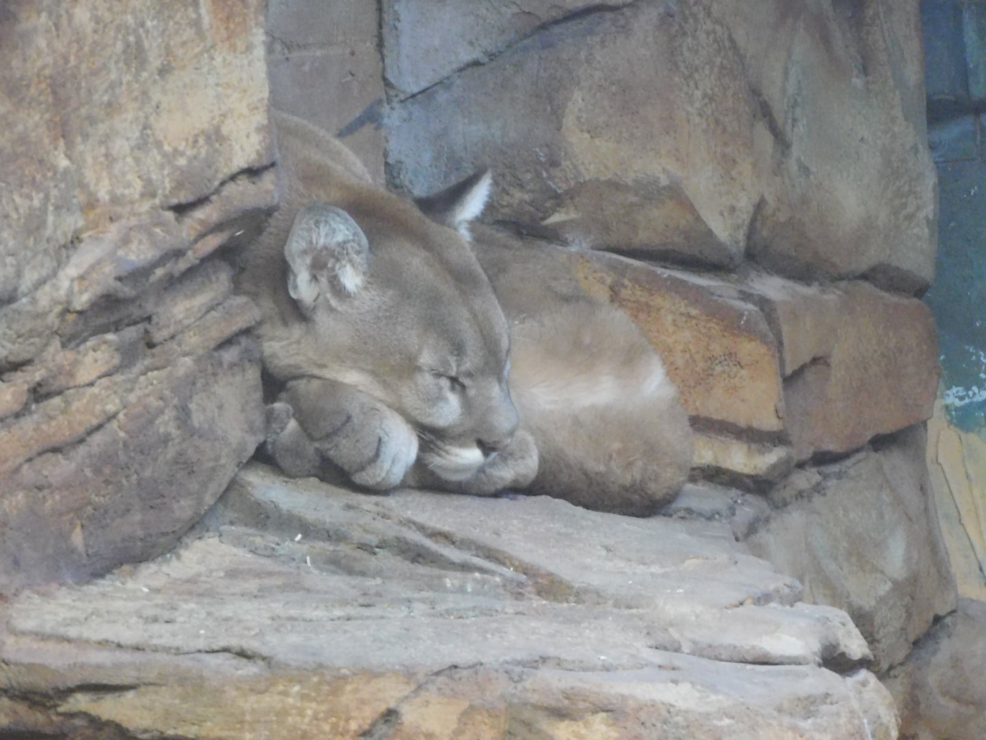 Mountain lion