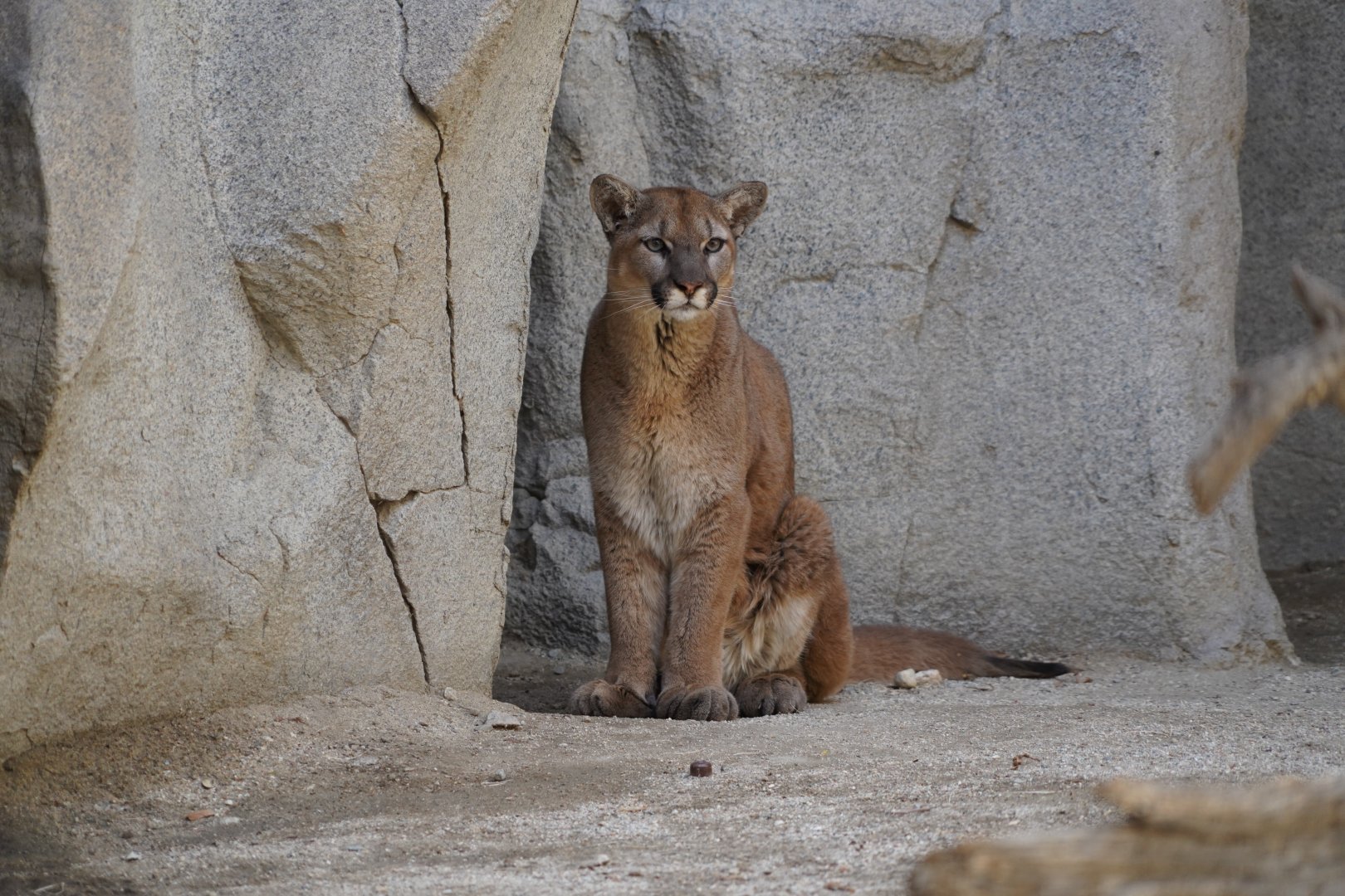 Mountain lion