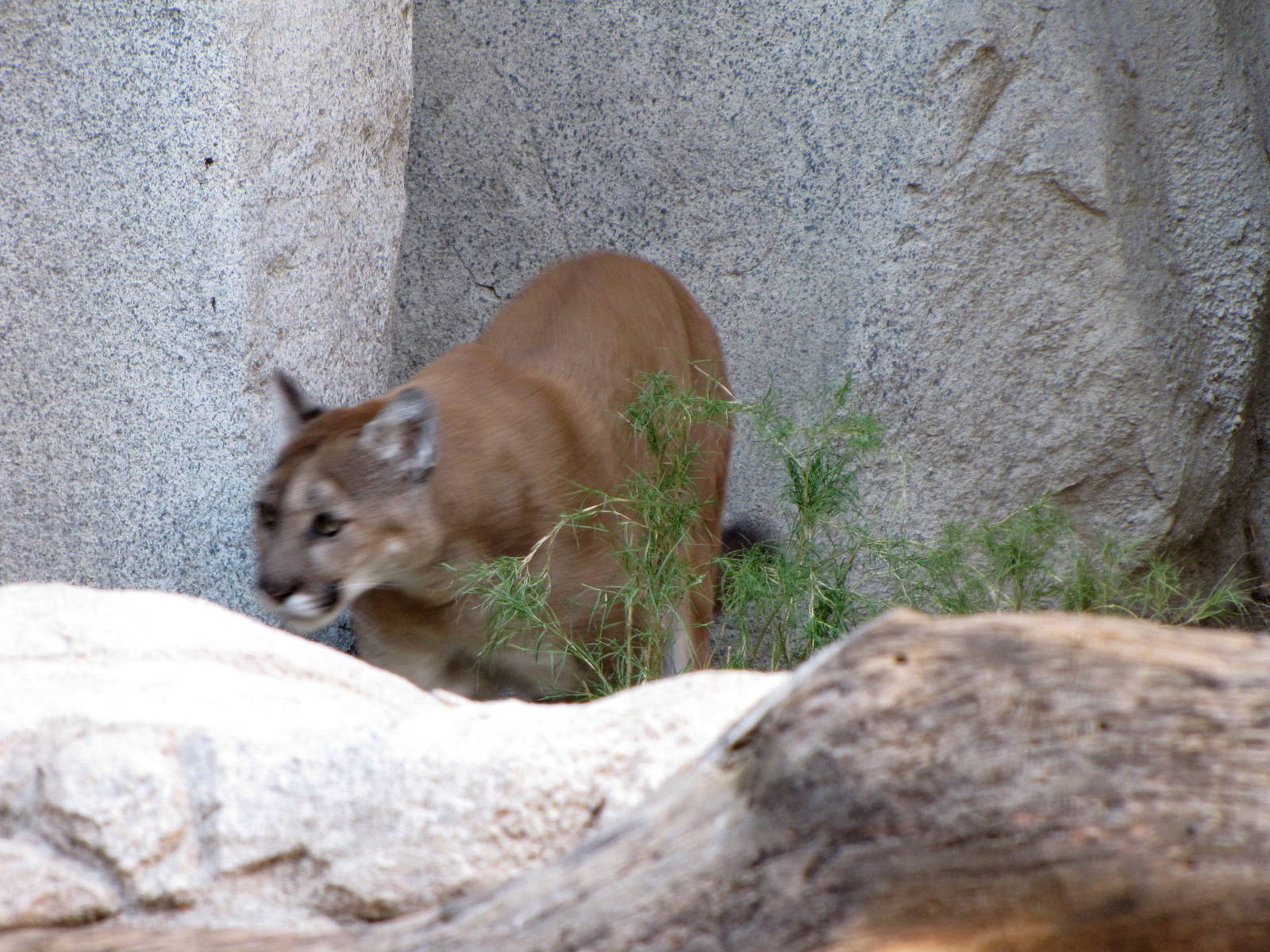Mountain Lion