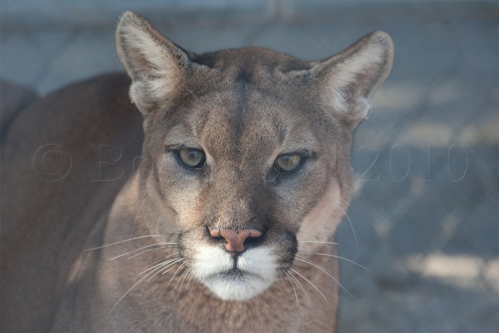 Mountain Lion