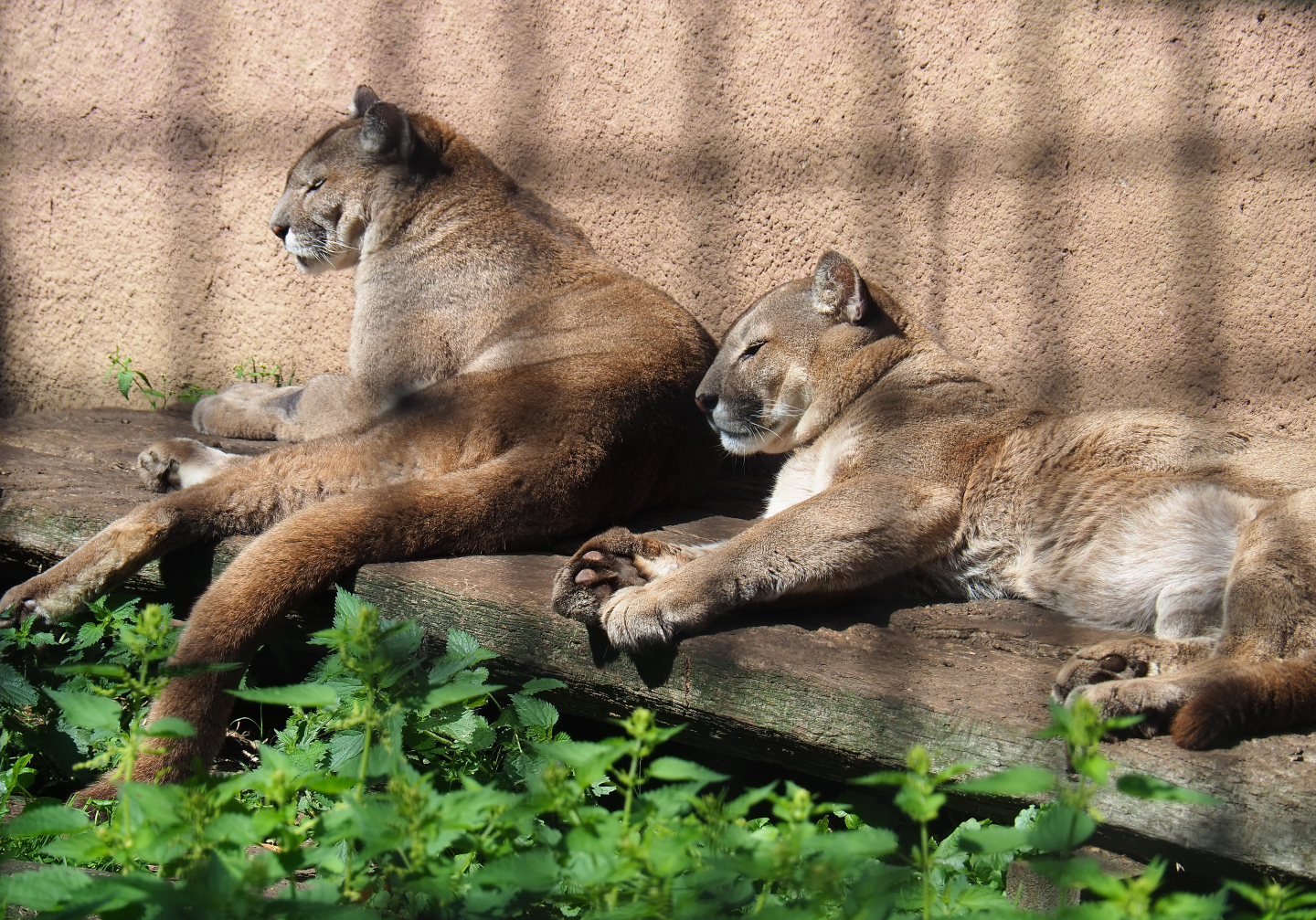 Mountain lions exhibit, 2019-08-04