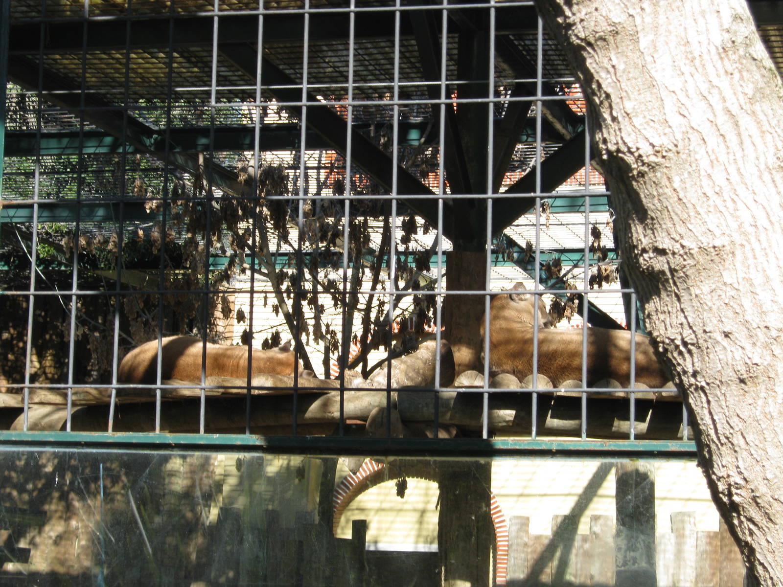 Mountain Lions (Pumas)