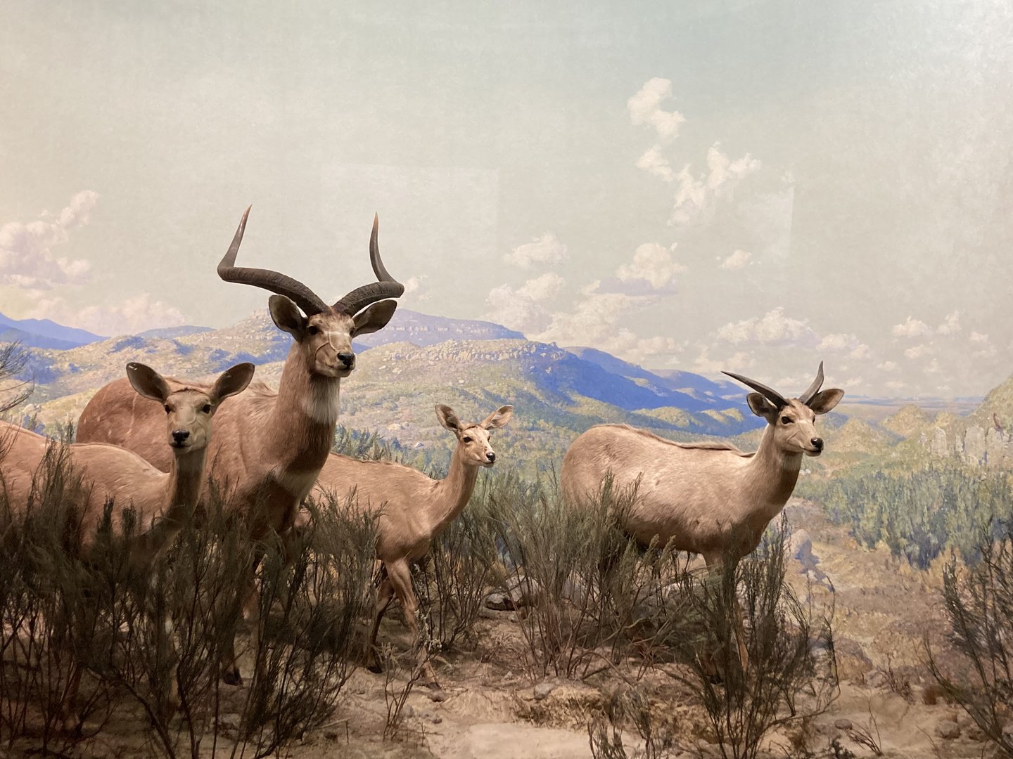 Mountain Nyala - Akeley Hall of African Mammals