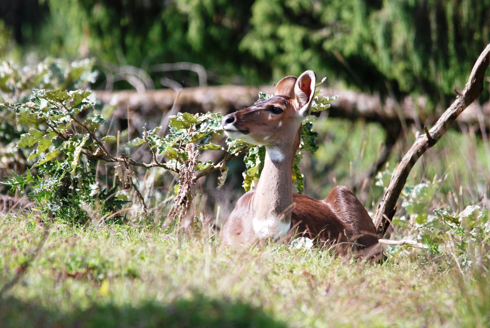 Mountain Nyala in Bale Mountains NP, 16/10/14