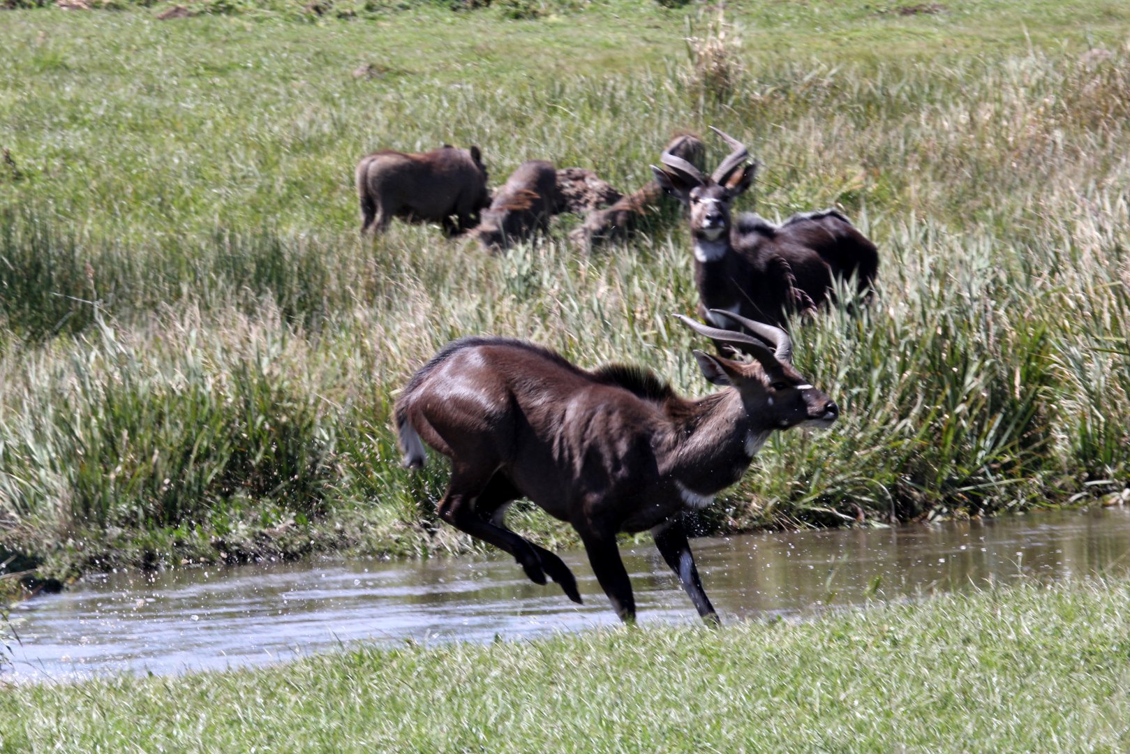 mountain nyala (Tragelaphus buxtoni) doing its best Lechwe impression