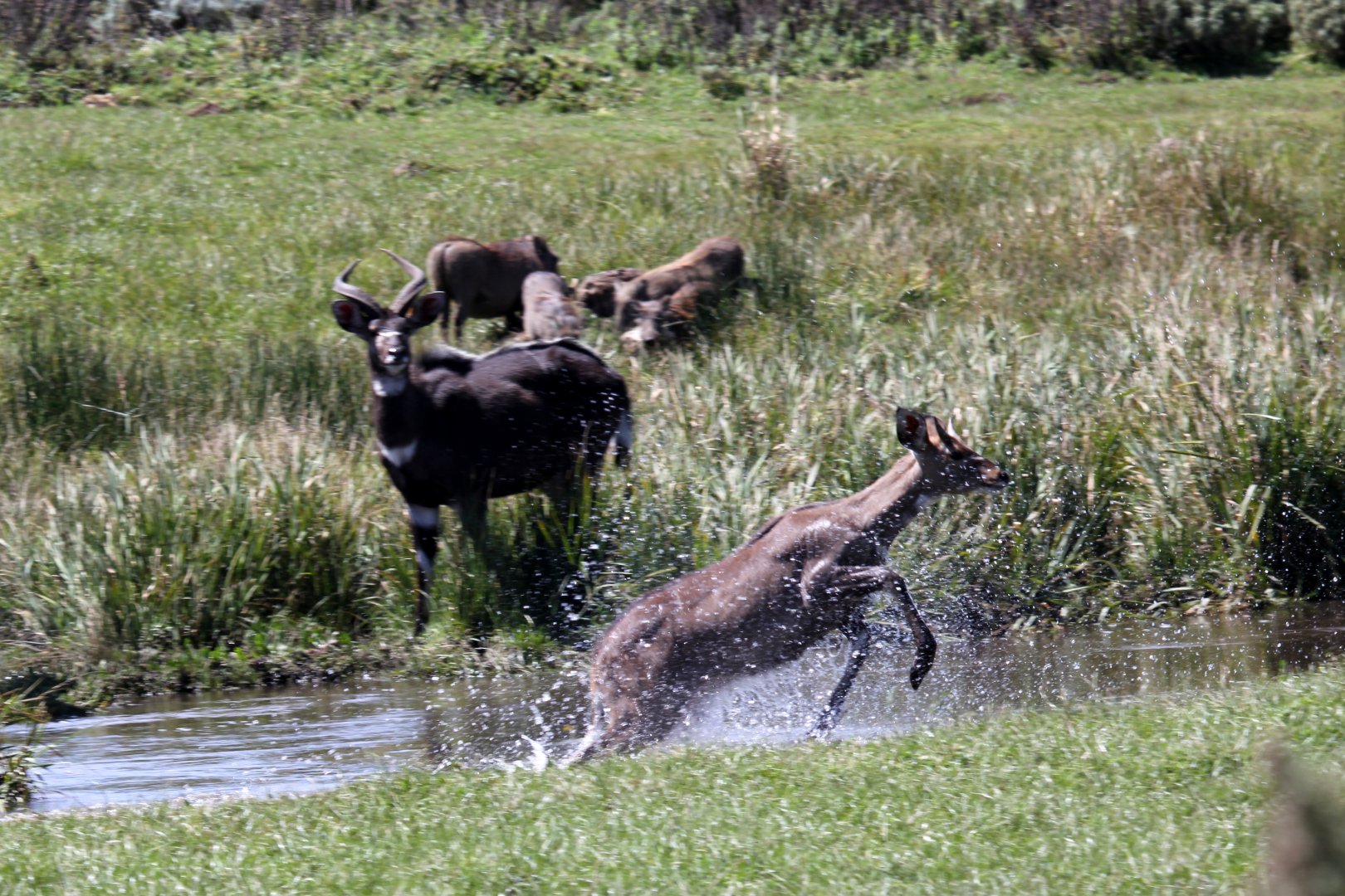 mountain nyala (Tragelaphus buxtoni) doing its best Lechwe impression