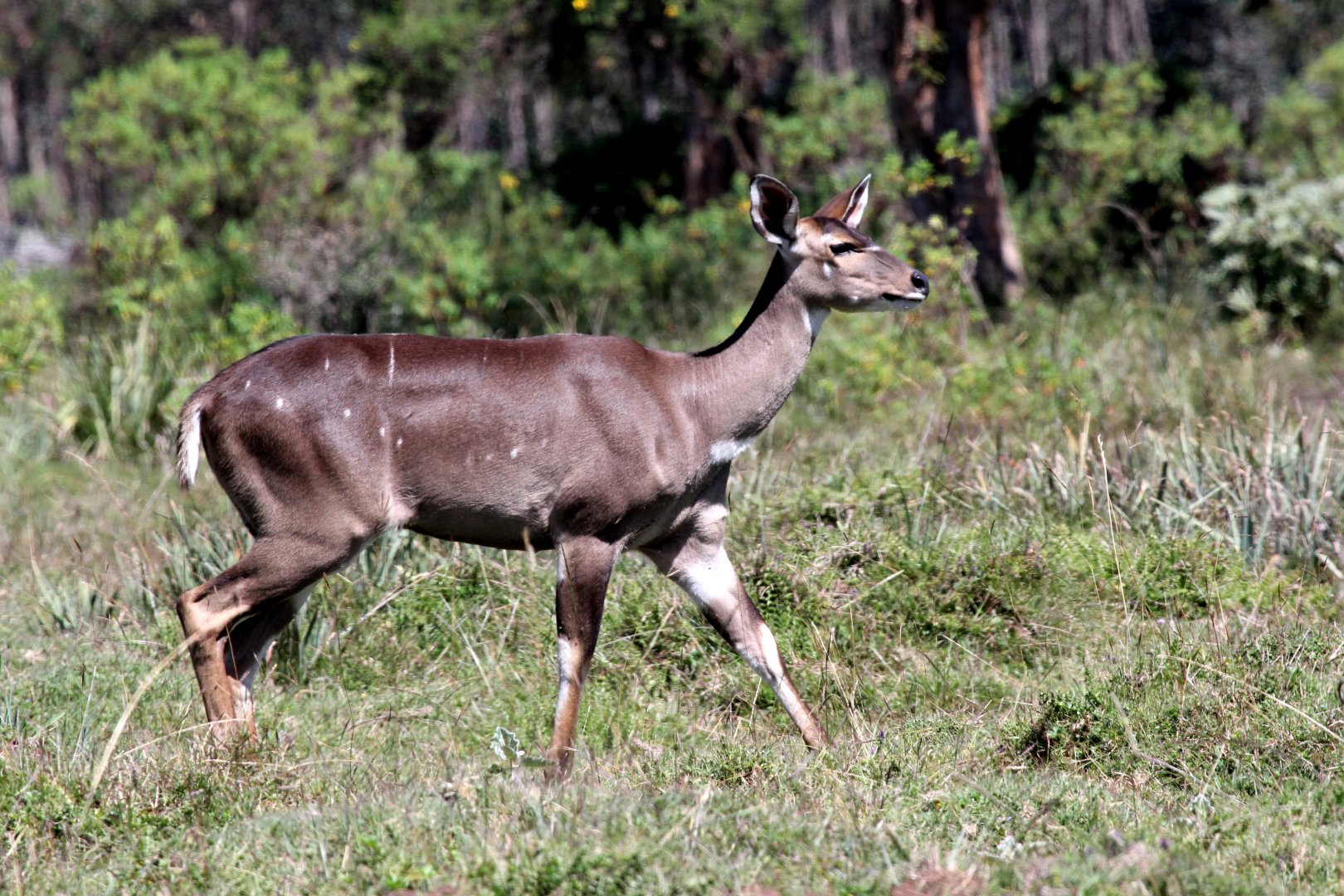 mountain nyala (Tragelaphus buxtoni) female