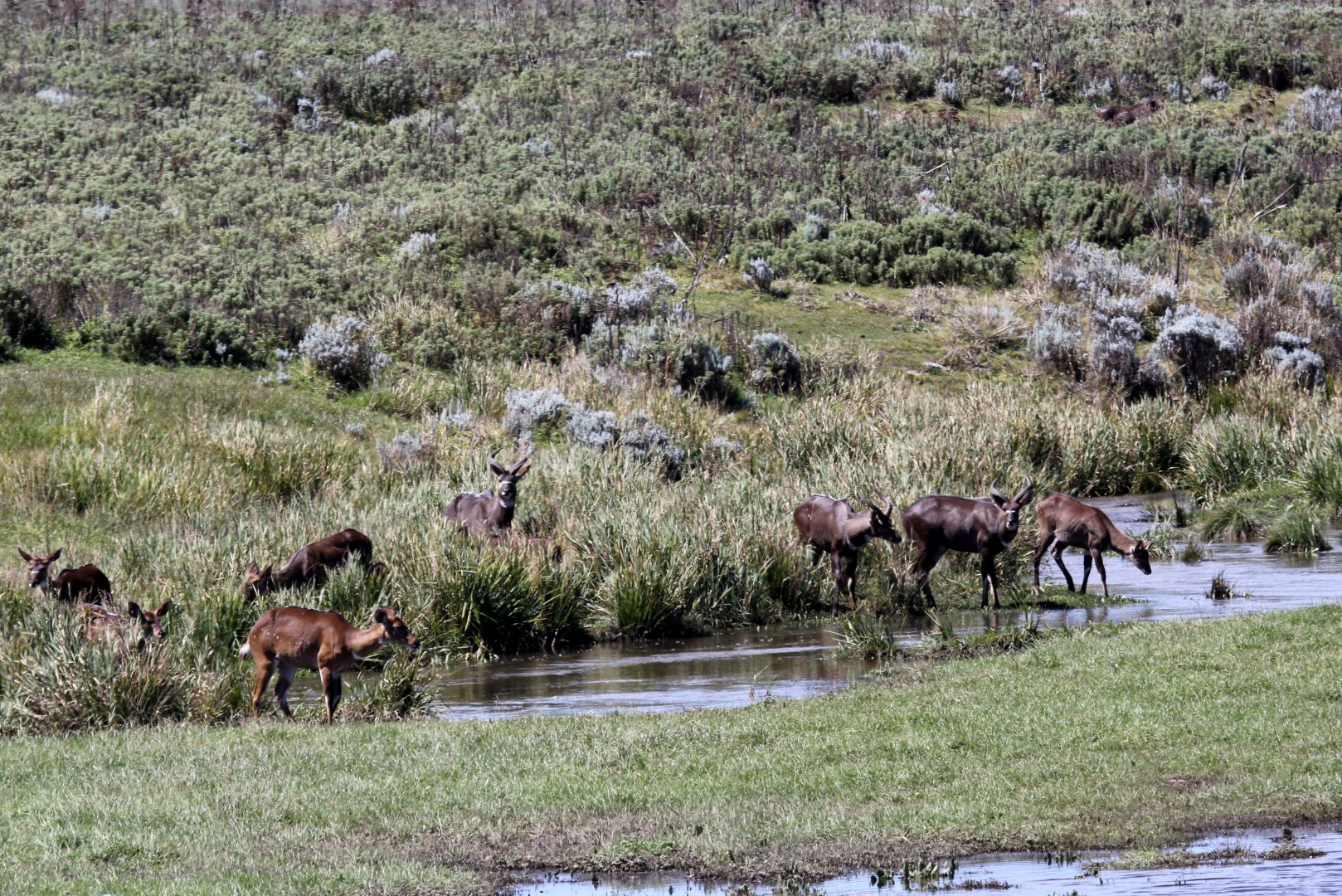 mountain nyala (Tragelaphus buxtoni) group