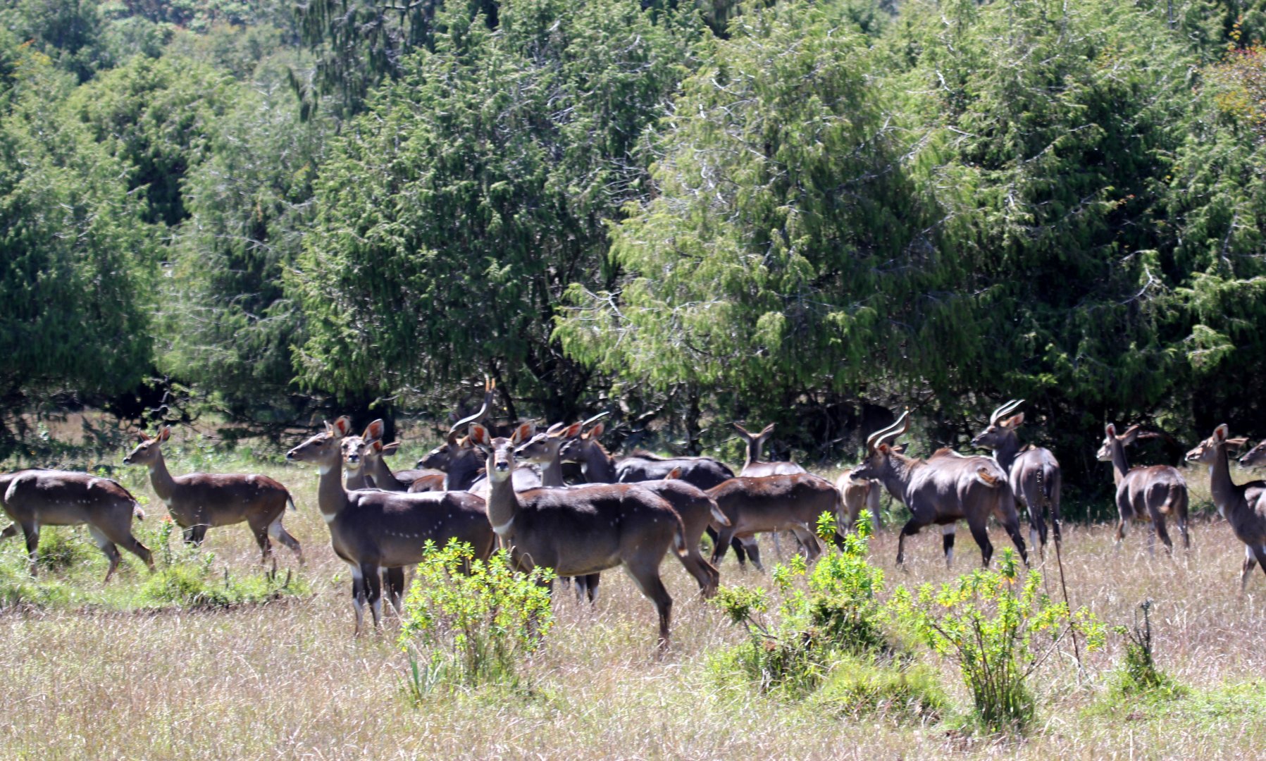 mountain nyala (Tragelaphus buxtoni) large group