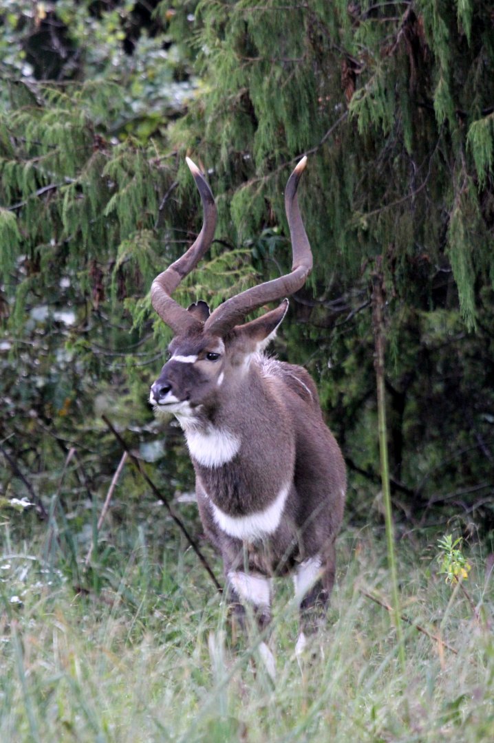 mountain nyala (Tragelaphus buxtoni) male