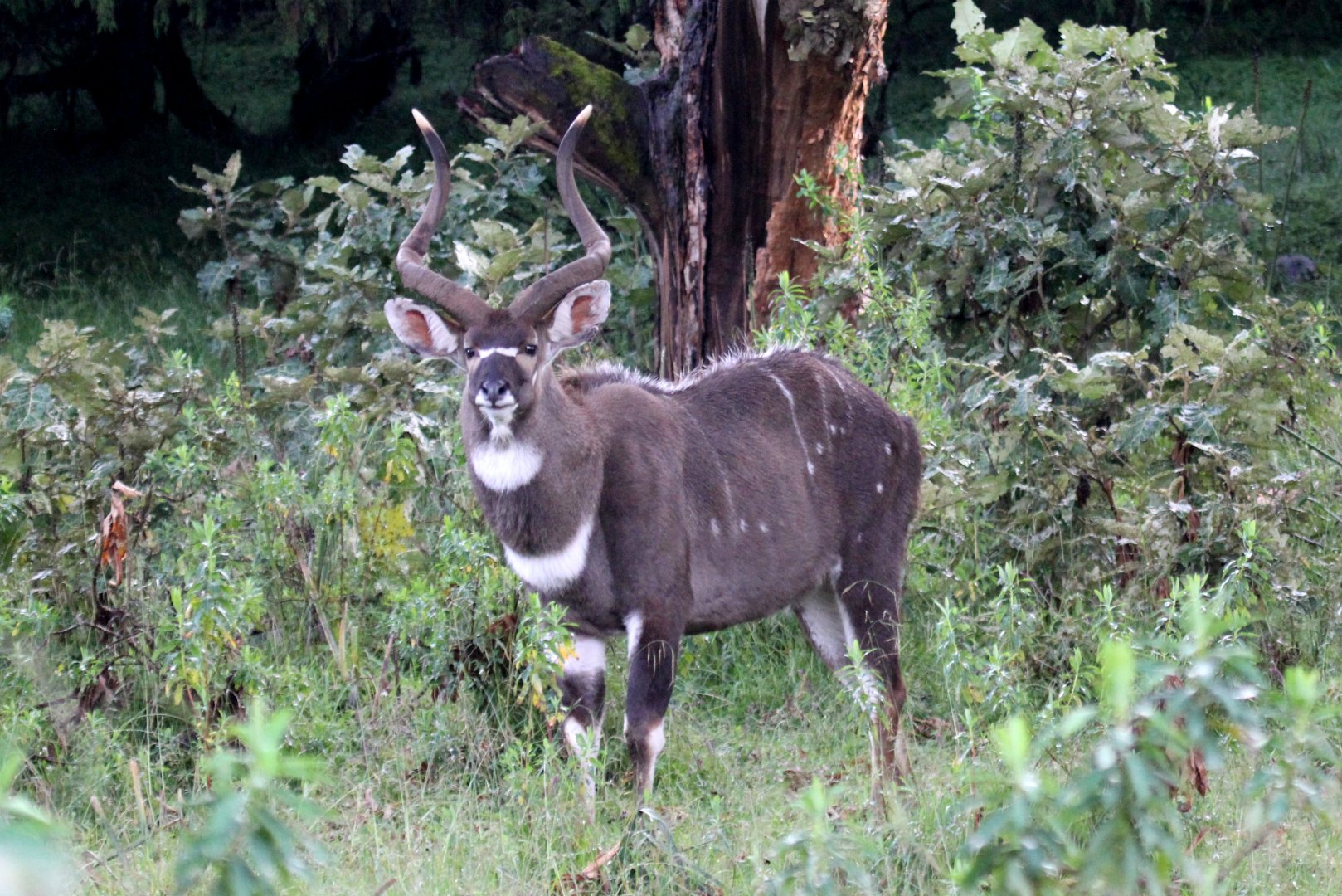 mountain nyala (Tragelaphus buxtoni) male