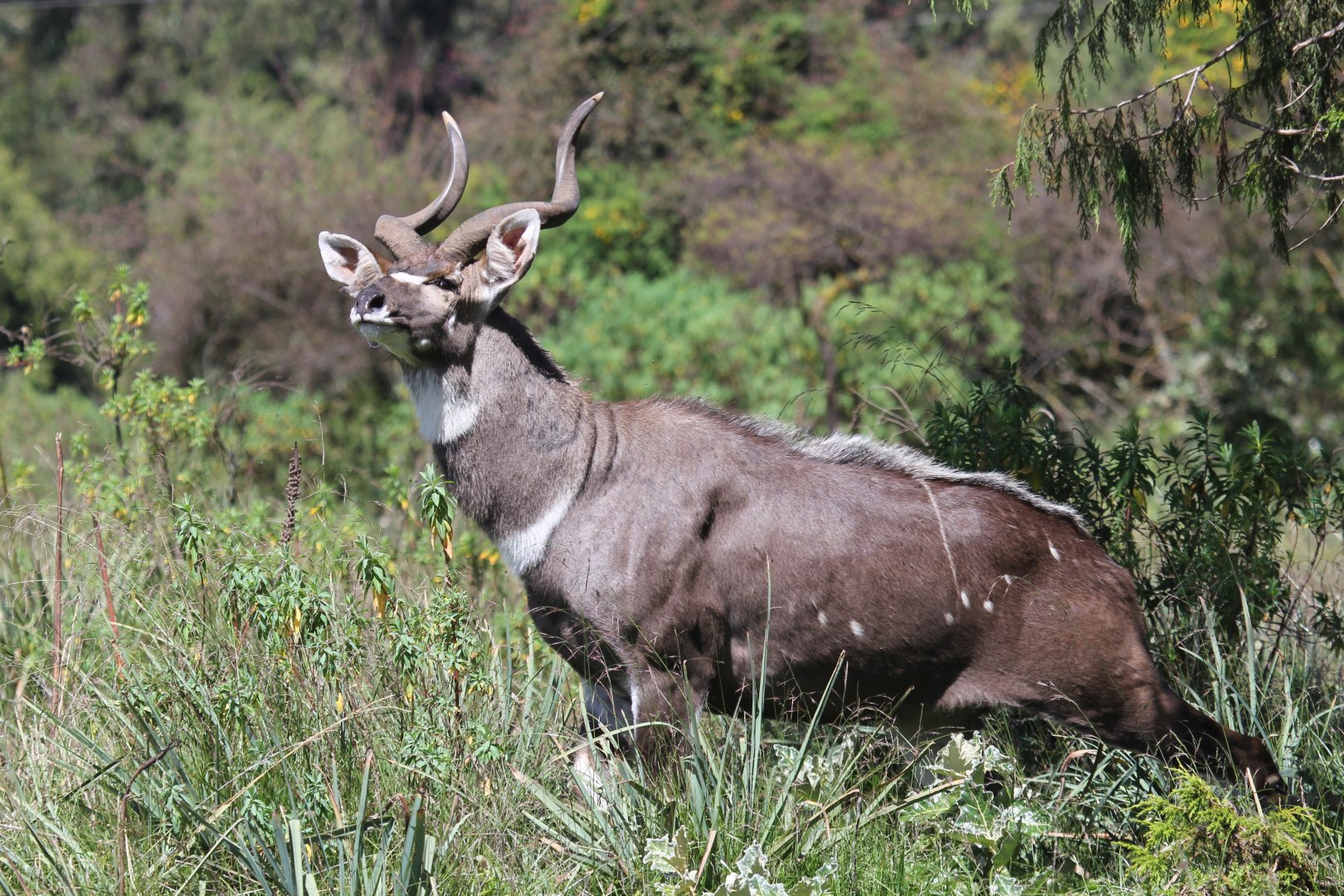 mountain nyala (Tragelaphus buxtoni) male