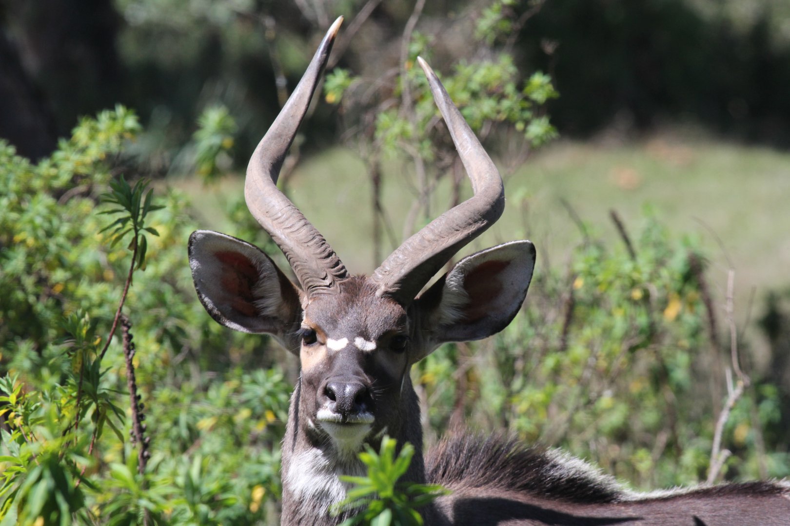 mountain nyala (Tragelaphus buxtoni) male