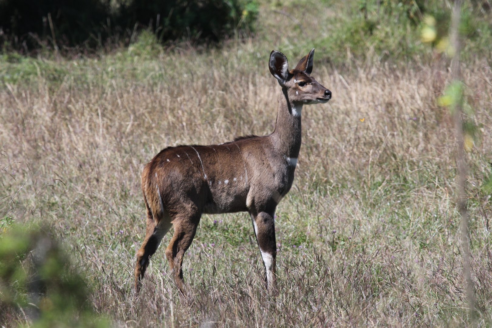 mountain nyala (Tragelaphus buxtoni) young