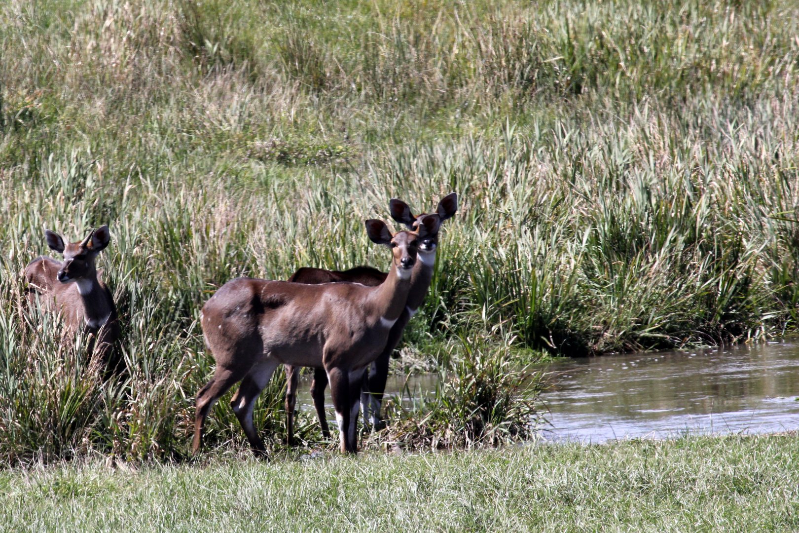 mountain nyala (Tragelaphus buxtoni)