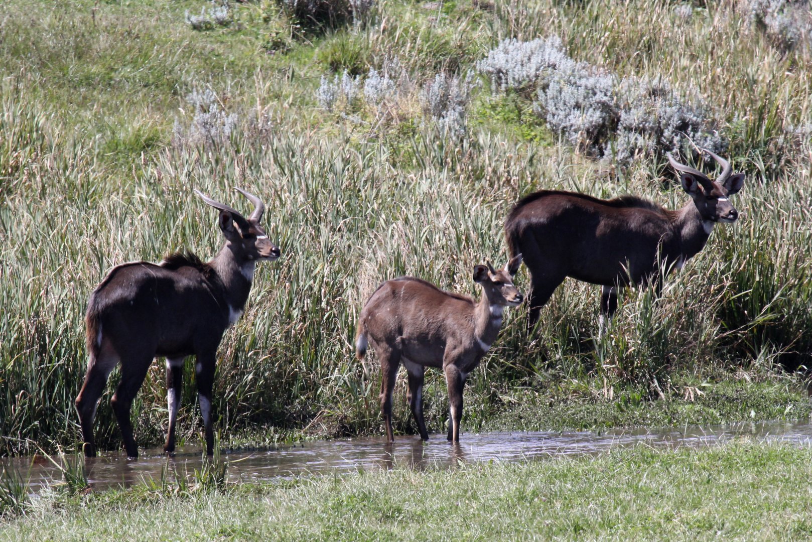 mountain nyala (Tragelaphus buxtoni)