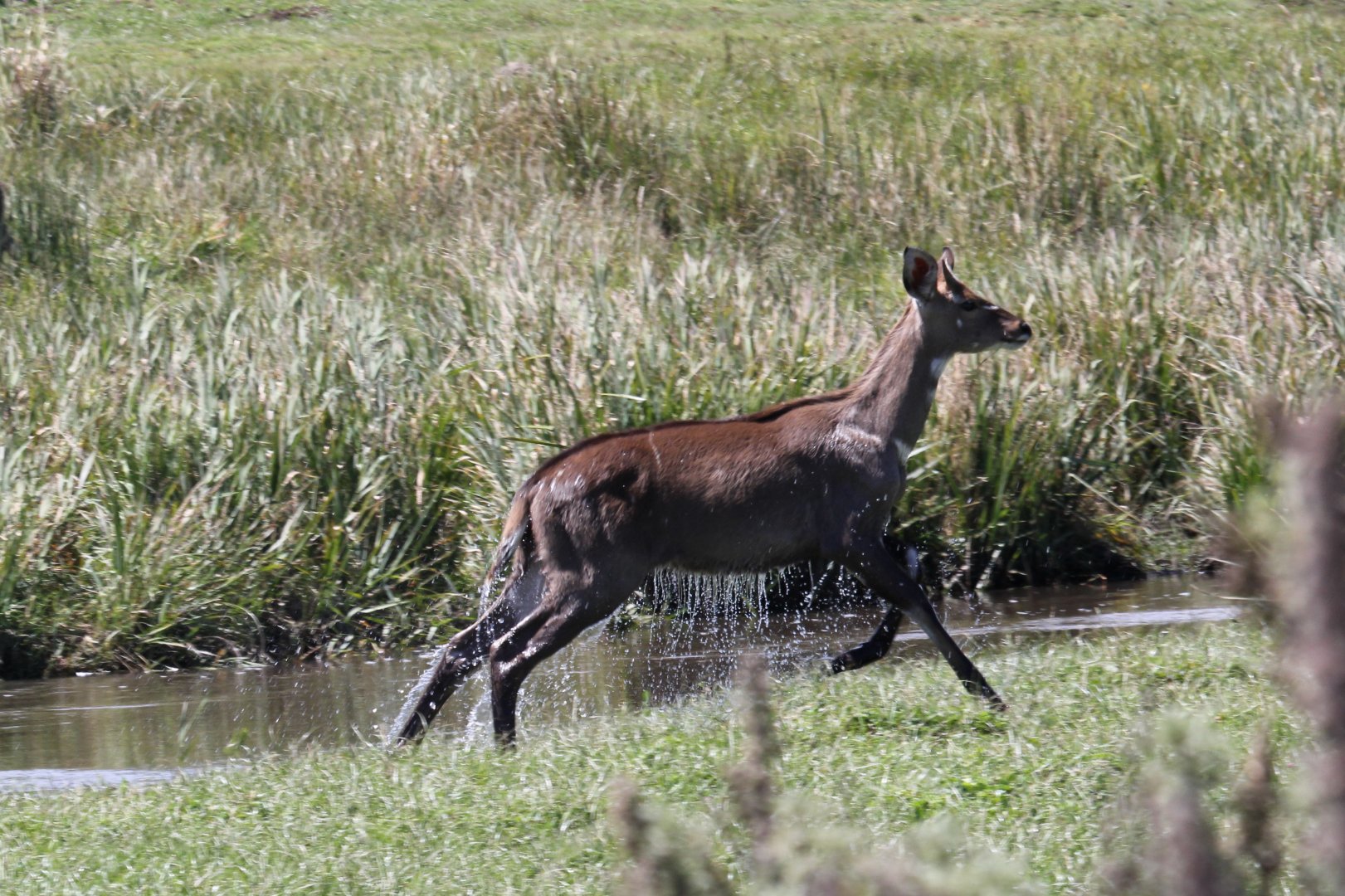 mountain nyala (Tragelaphus buxtoni)