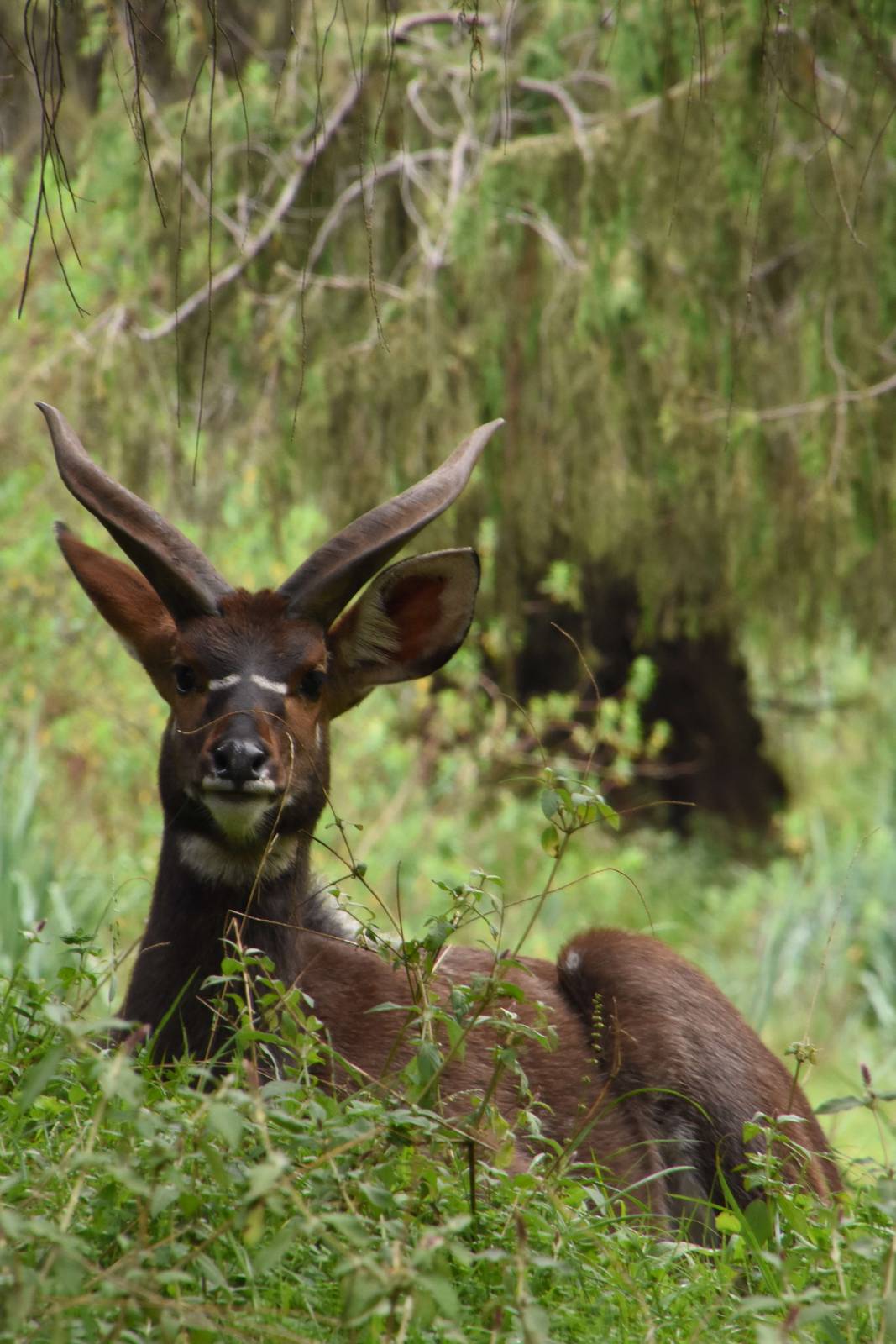 Mountain nyala