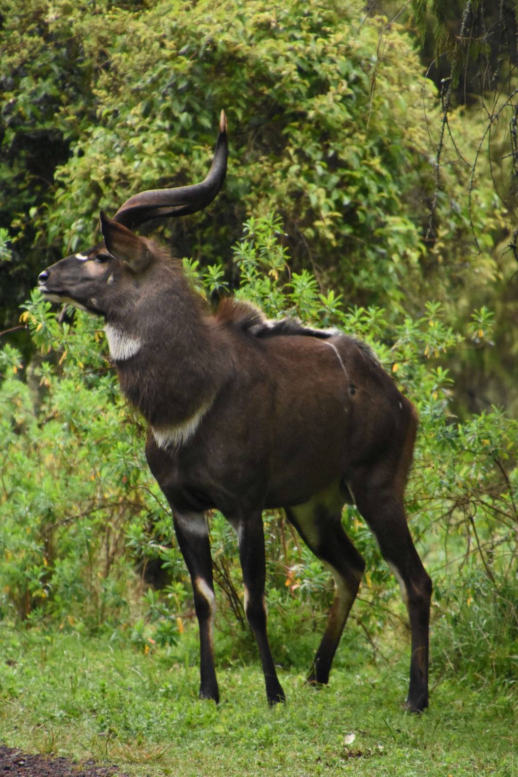 Mountain nyala