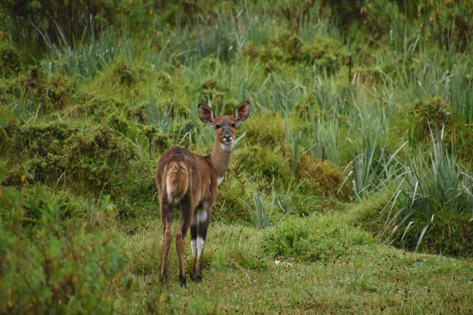 Mountain nyala