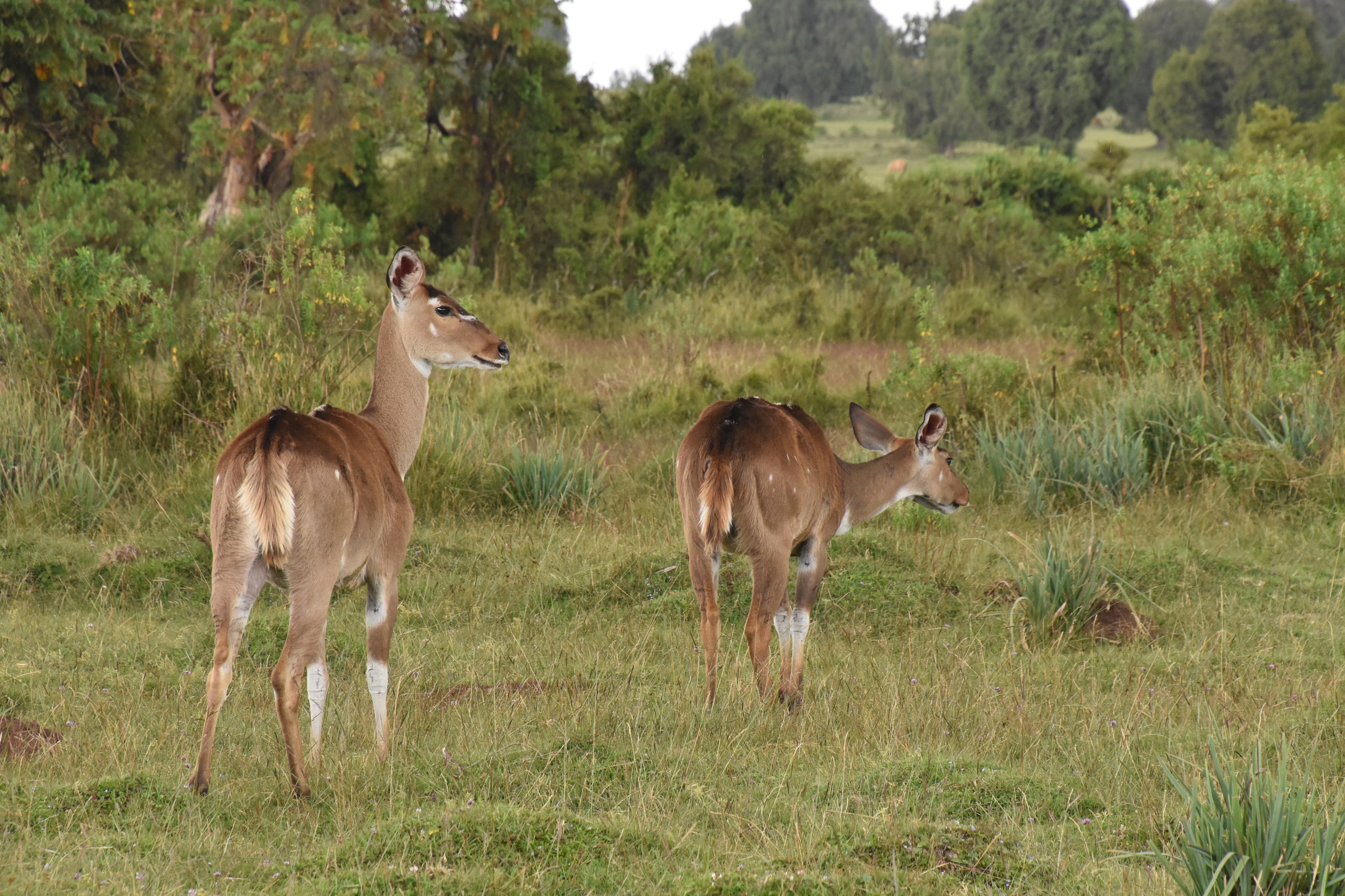 Mountain nyala