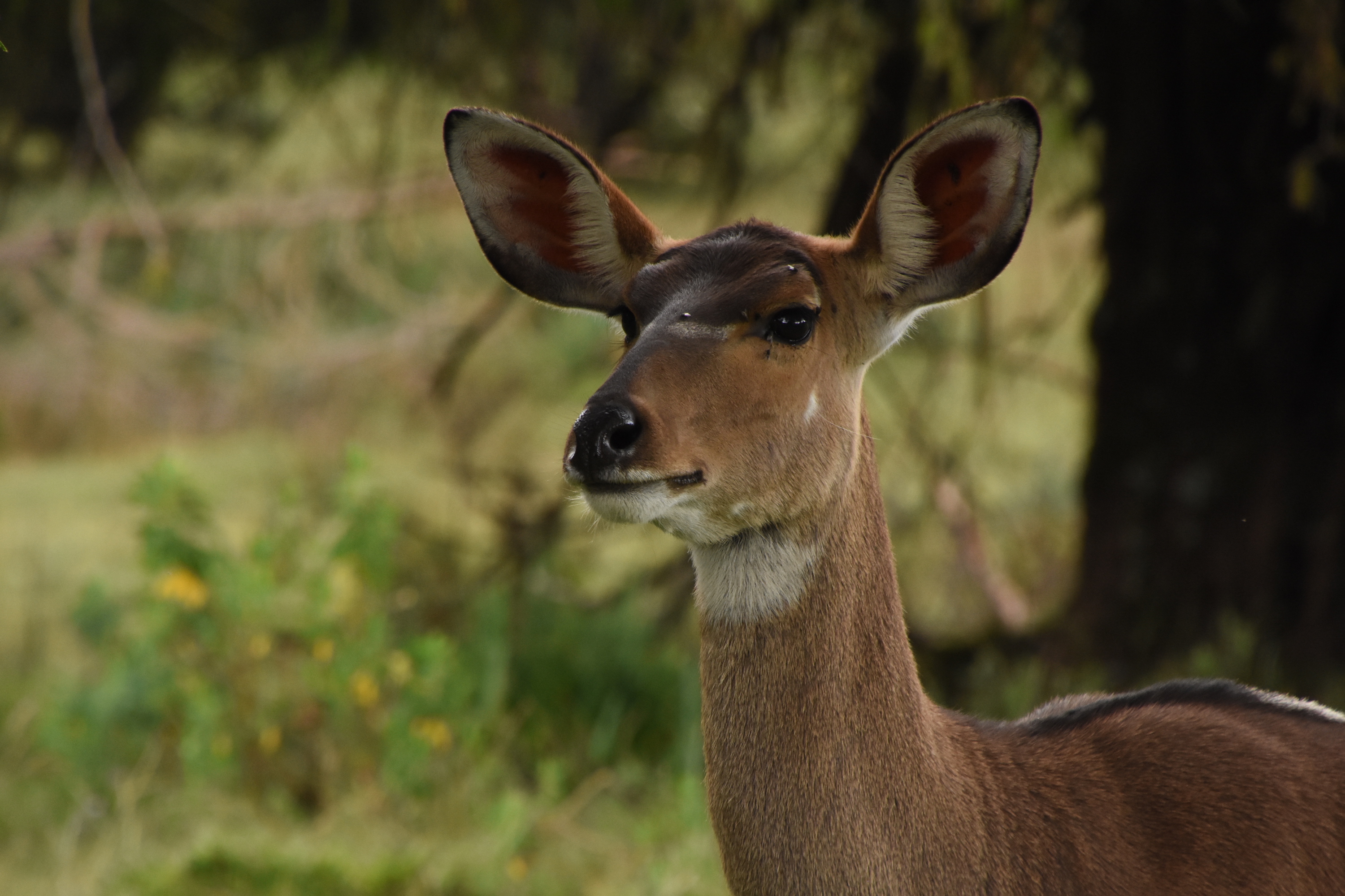 Mountain nyala