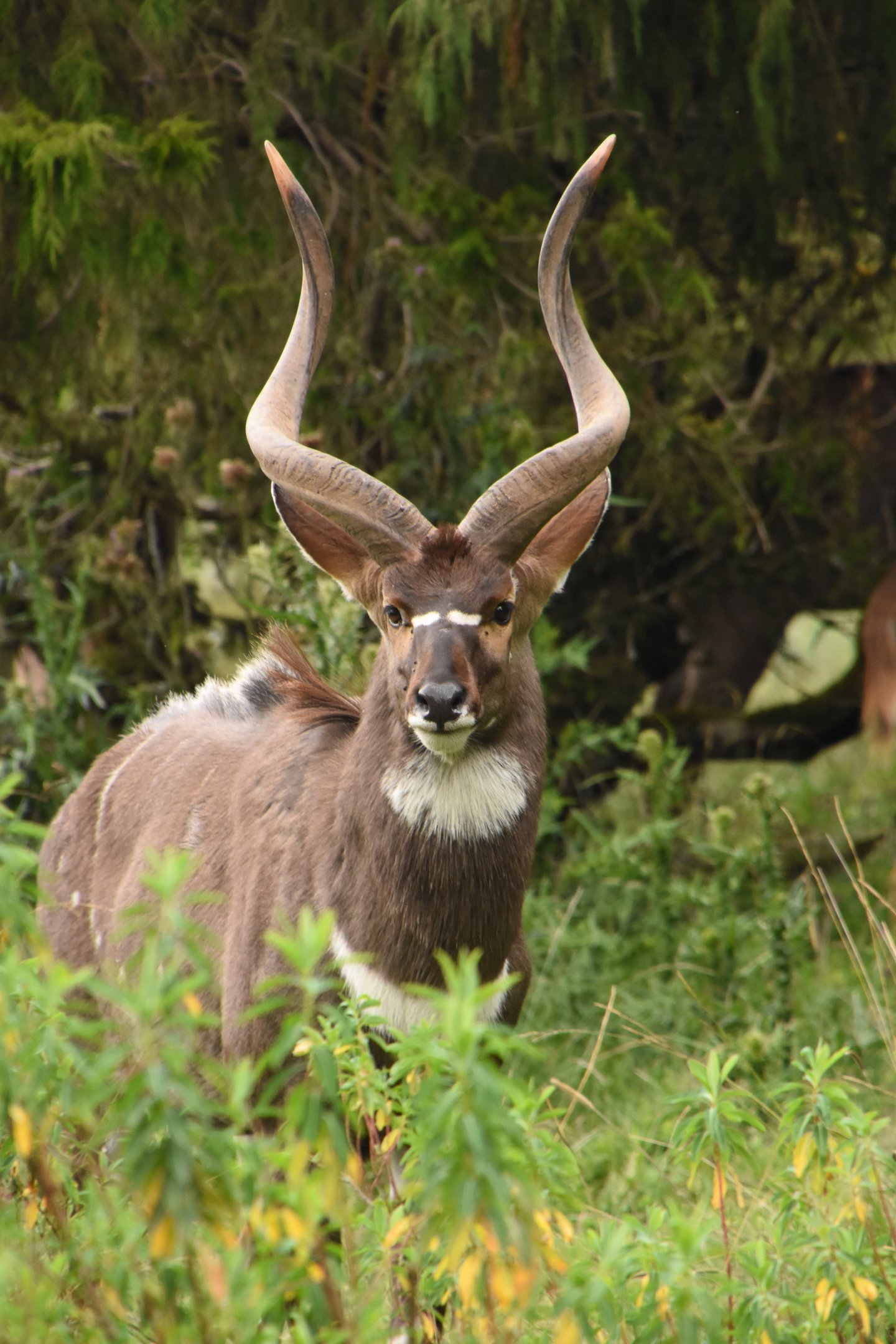 Mountain nyala