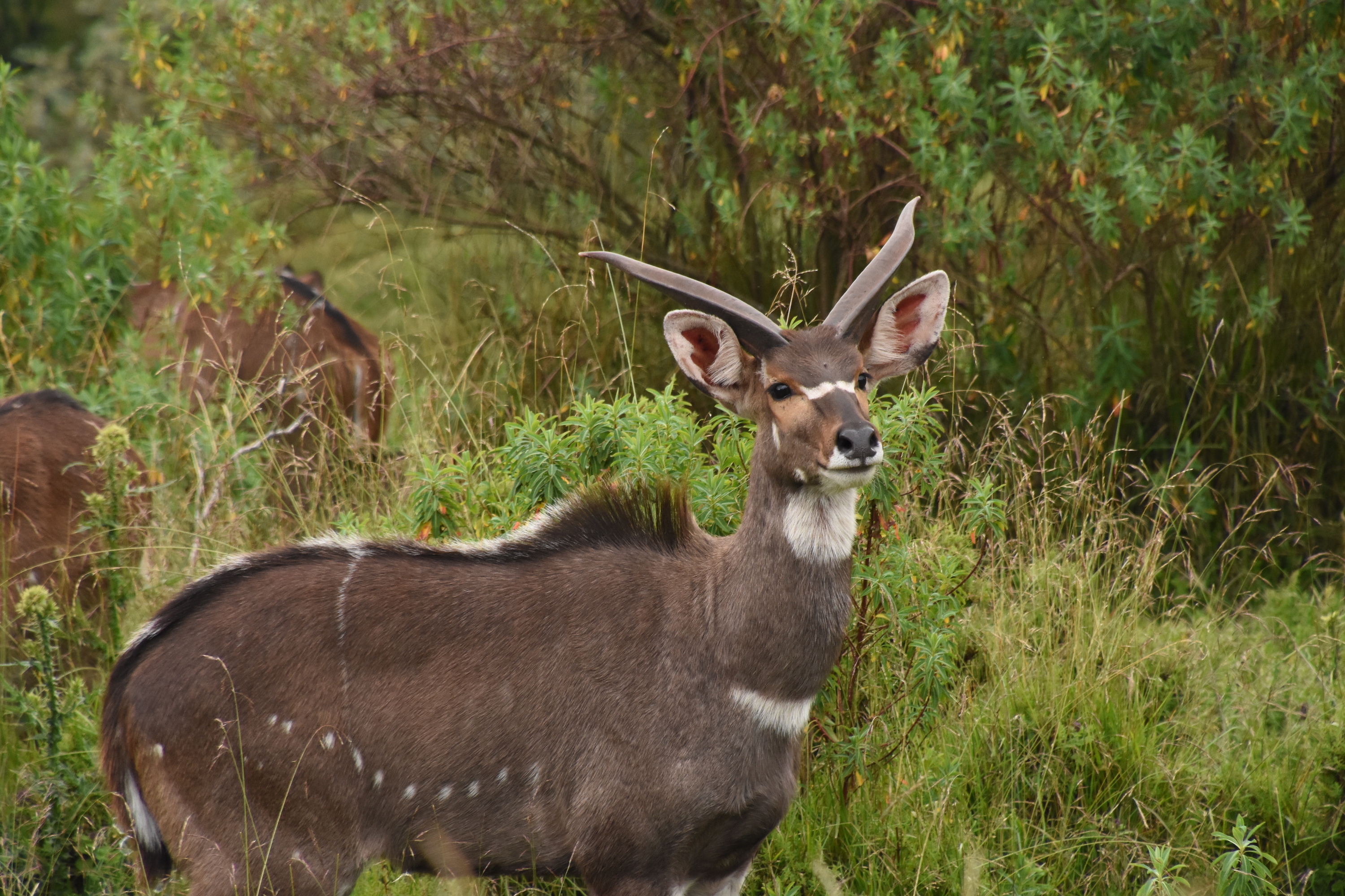 Mountain nyala