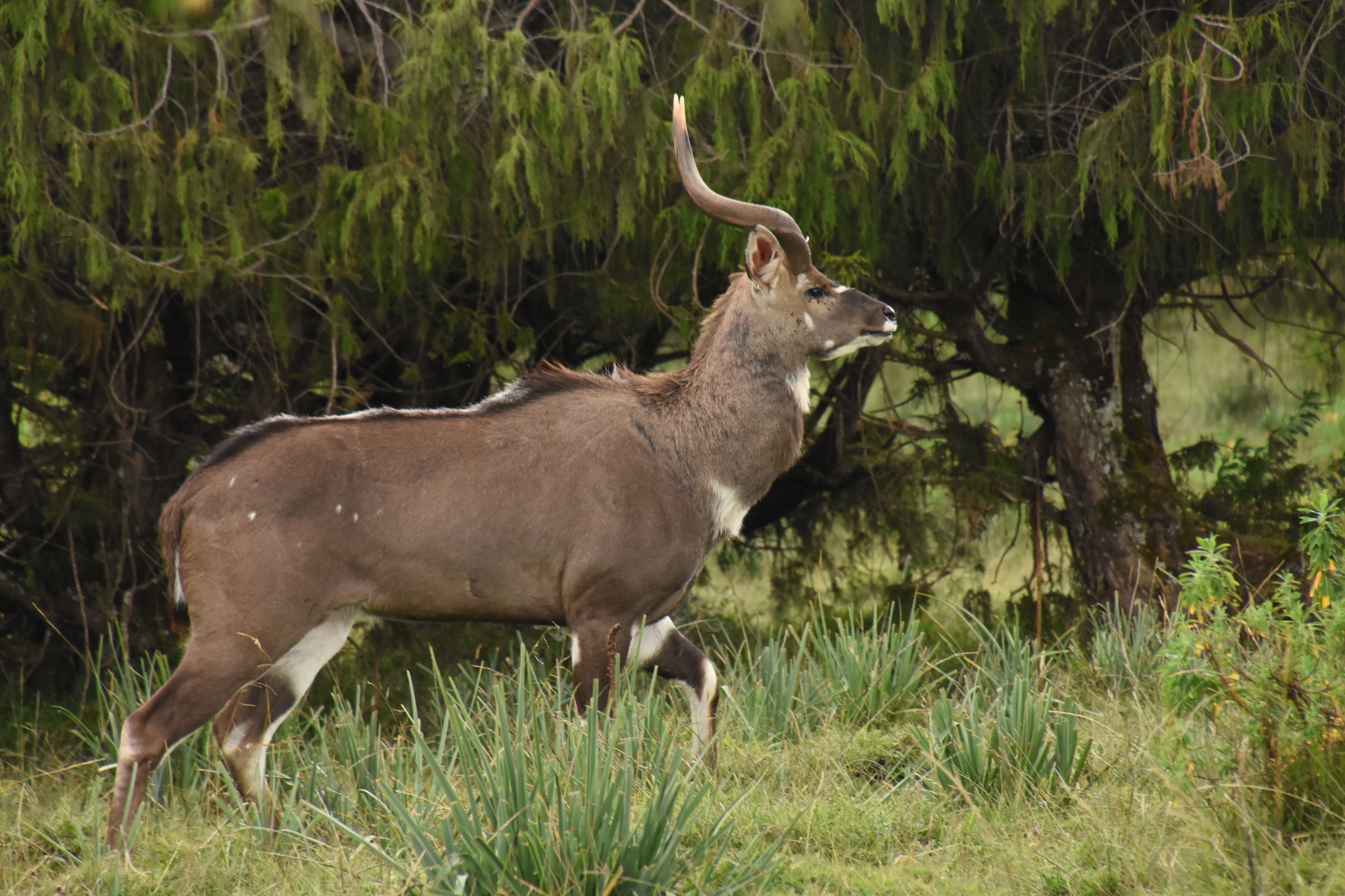 Mountain nyala