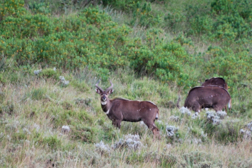 Mountain Nyalas, Bale Mountains NP, 14/10/14