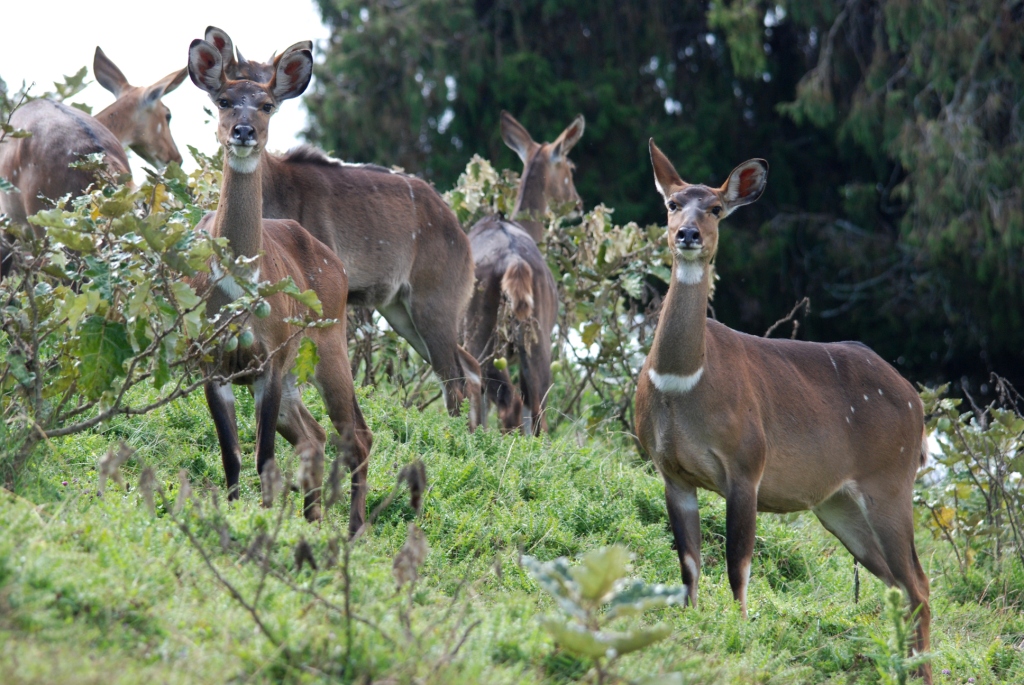 Mountain Nyalas, Bale Mountains NP, 16/10/14
