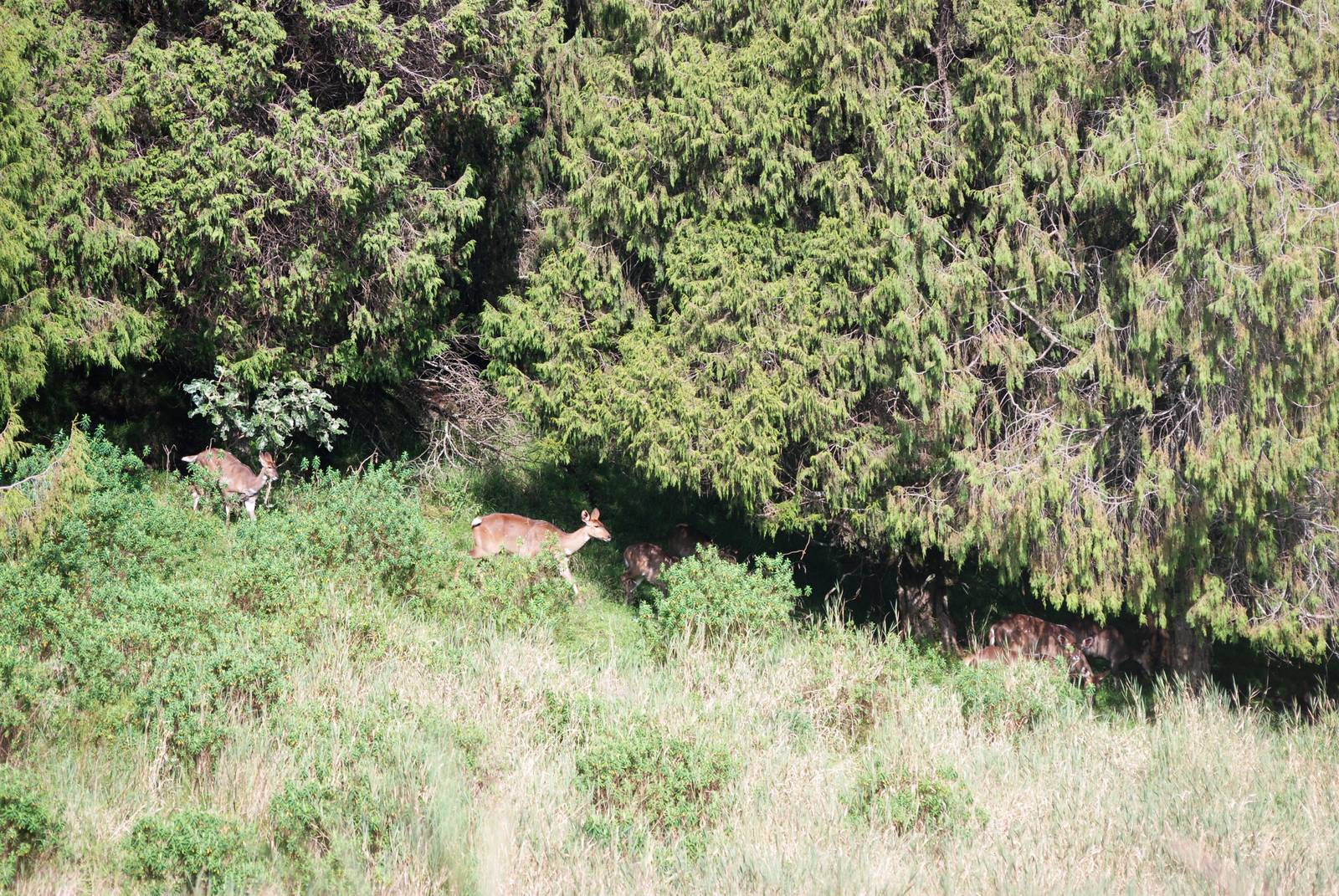 Mountain Nyalas in Bale Mountains NP, 16/10/14