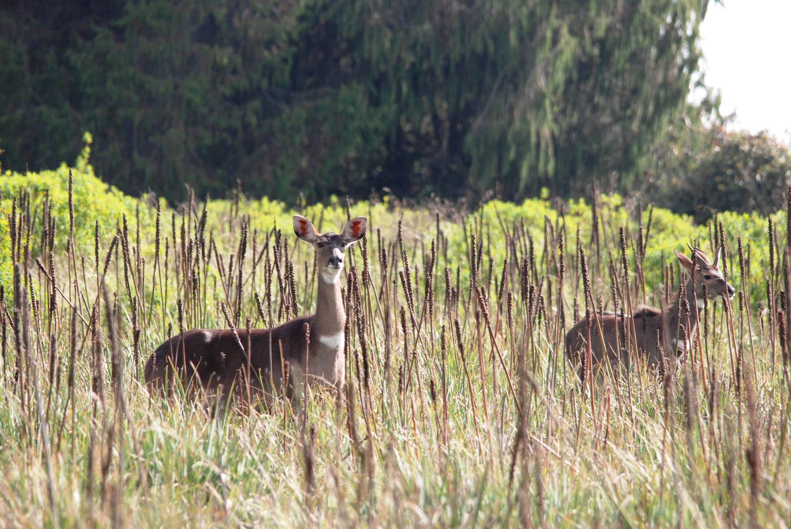 Mountain Nyalas in Bale Mountains NP, 16/10/14