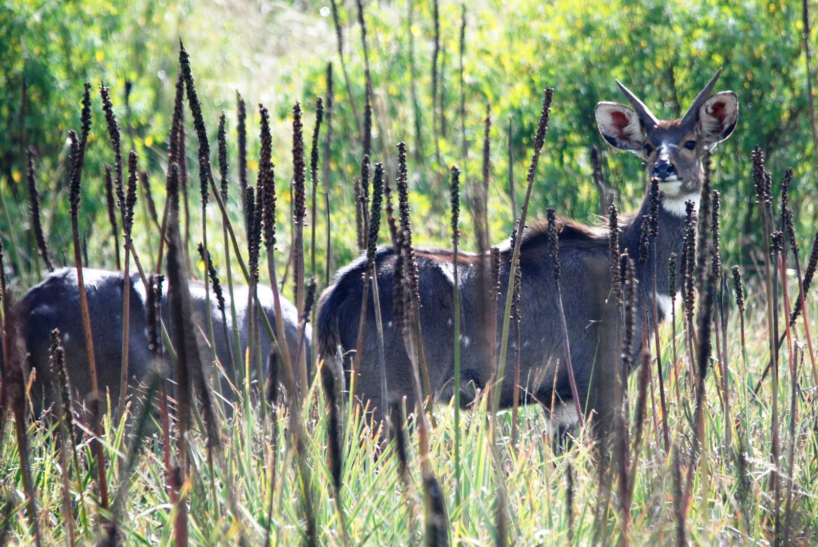 Mountain Nyalas in Bale Mountains NP, 16/10/14